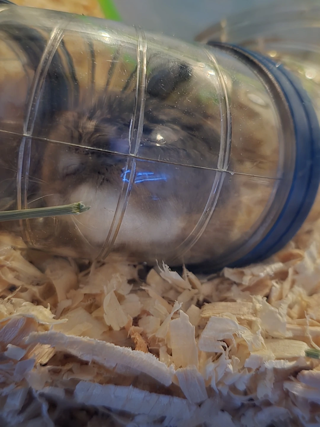 Hamster Cage with Accessories - photo 2