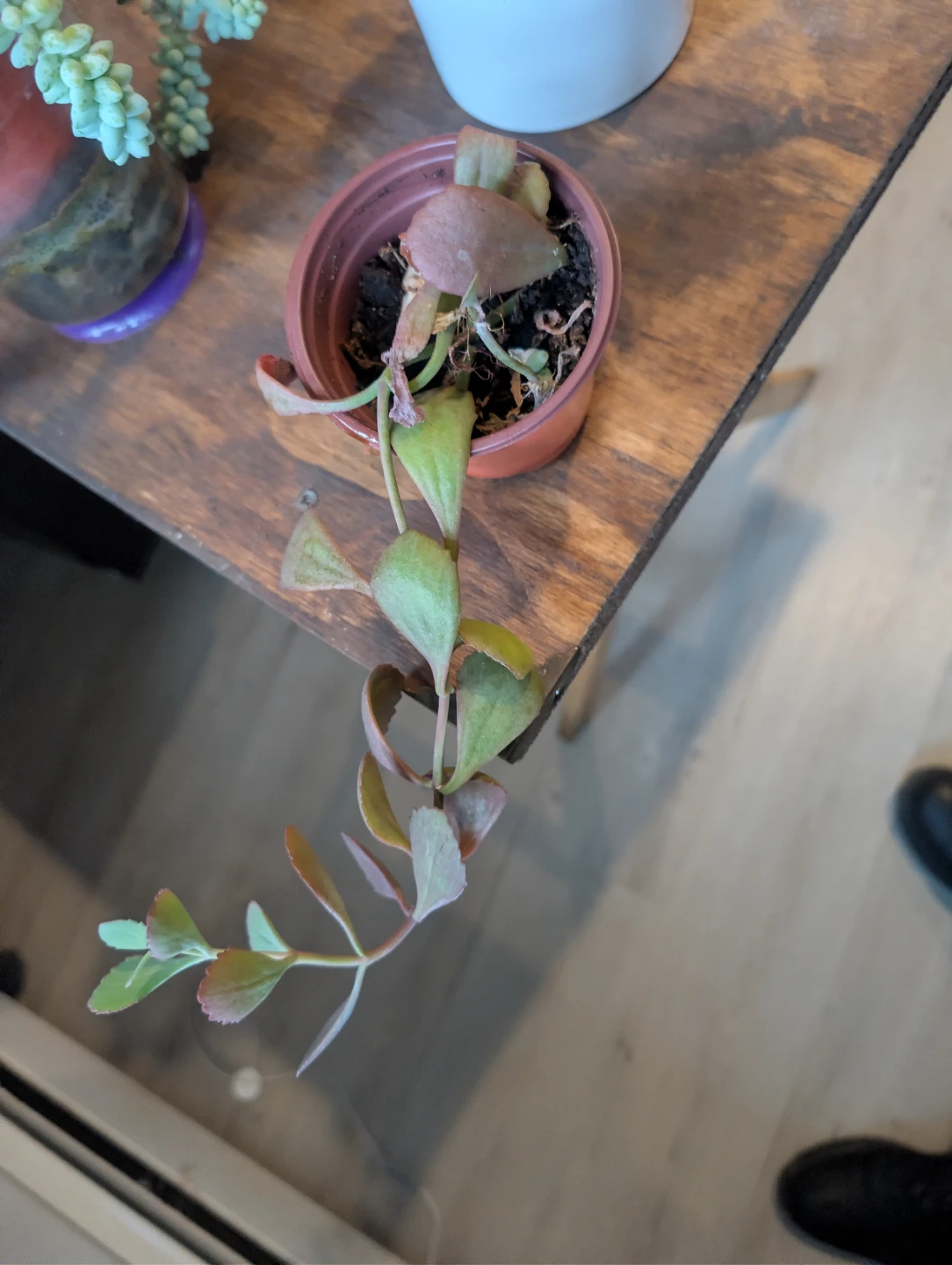 Trailing Houseplant in Pot - photo 2