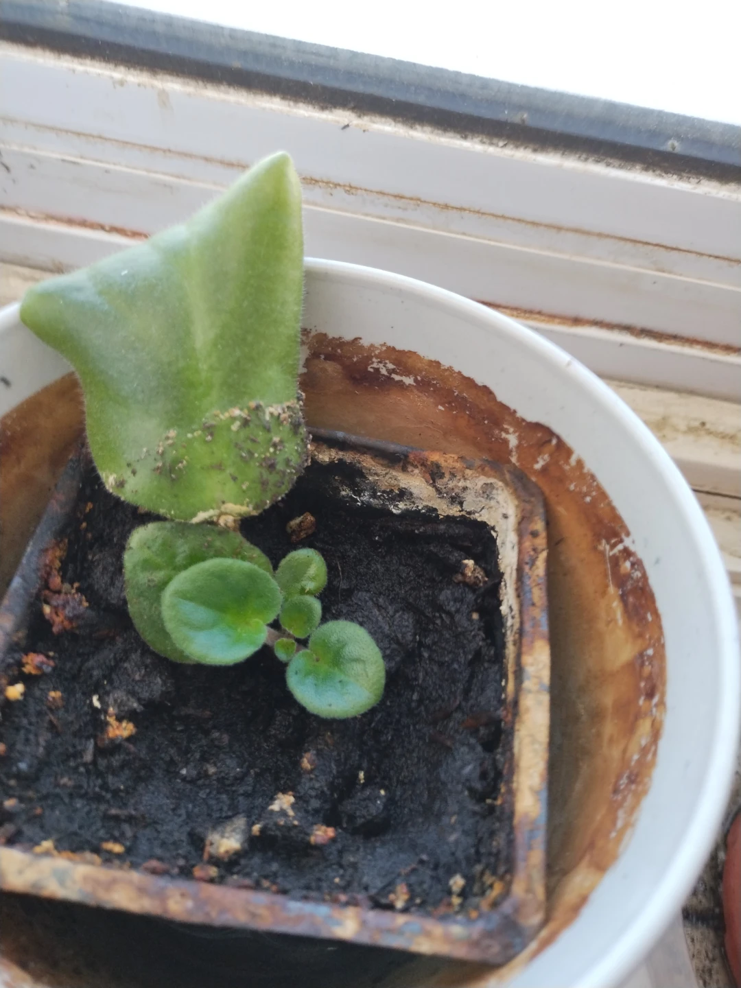Succulent plant in pot
