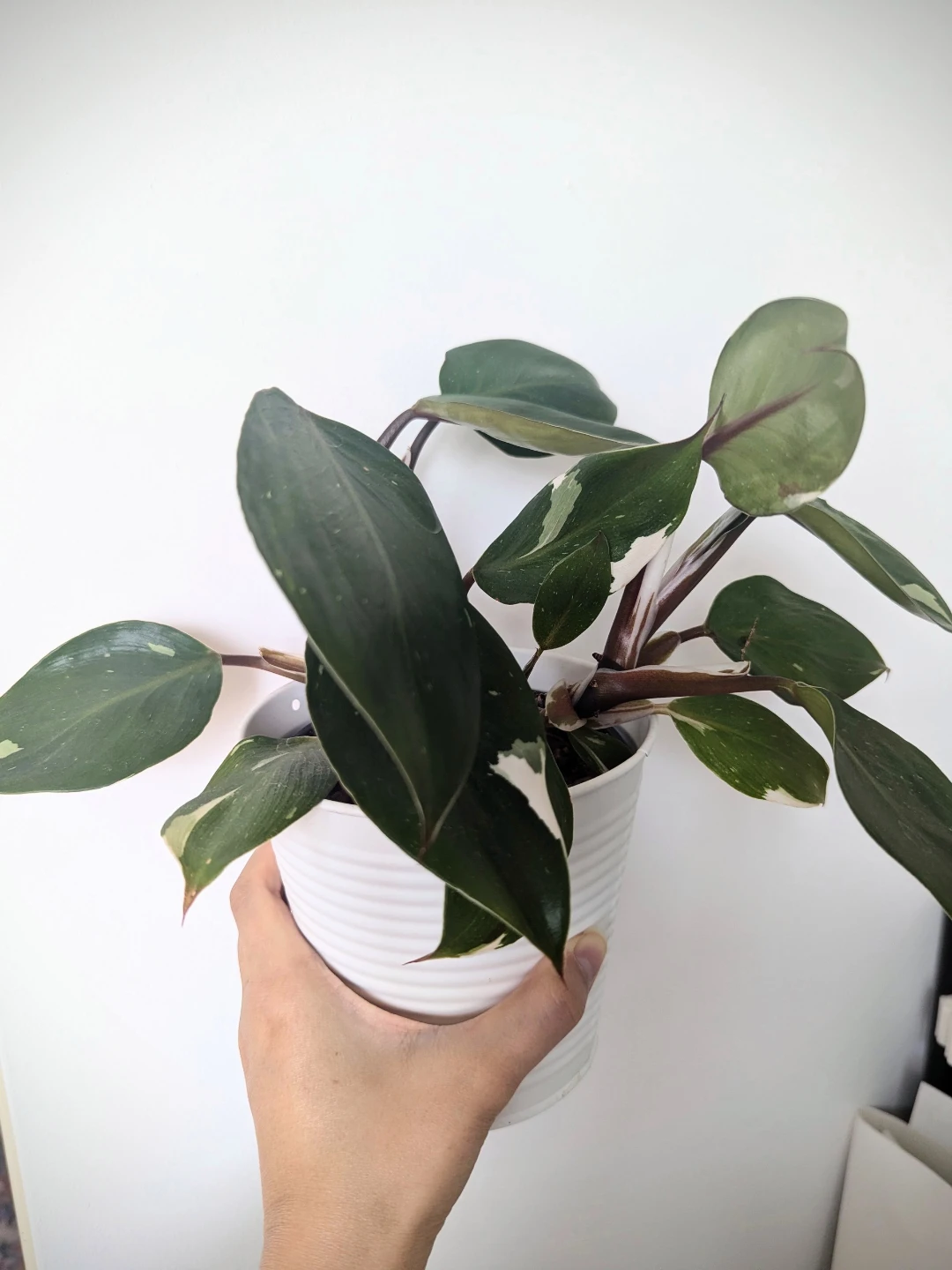 Philodendron white knight
