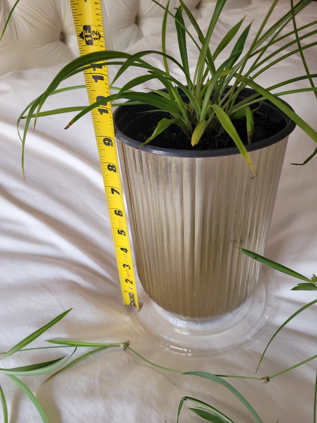 Spider Plant in Gold Metal Pot - photo 3