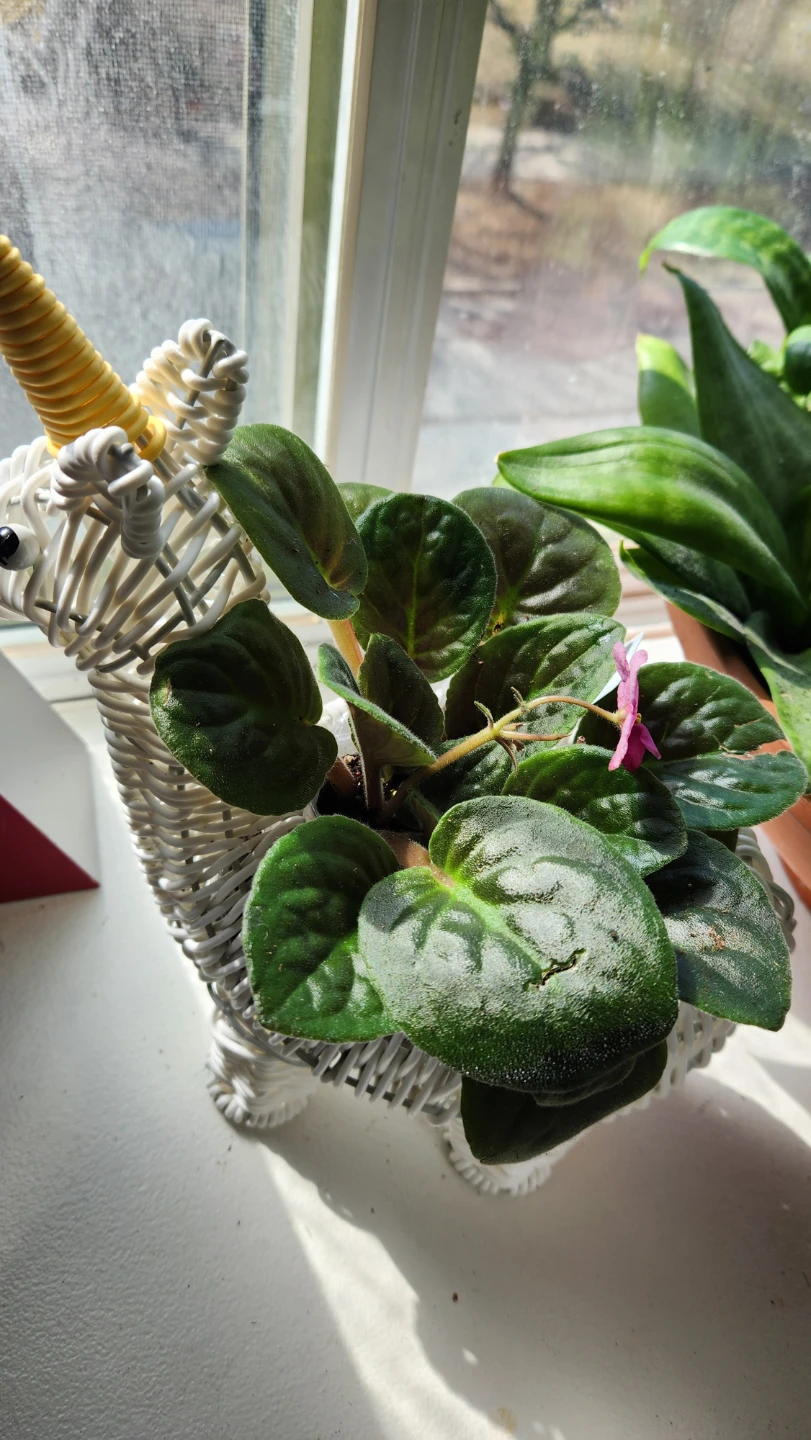 Wicker unicorn 🦄 planter with African Violet plant - photo 3