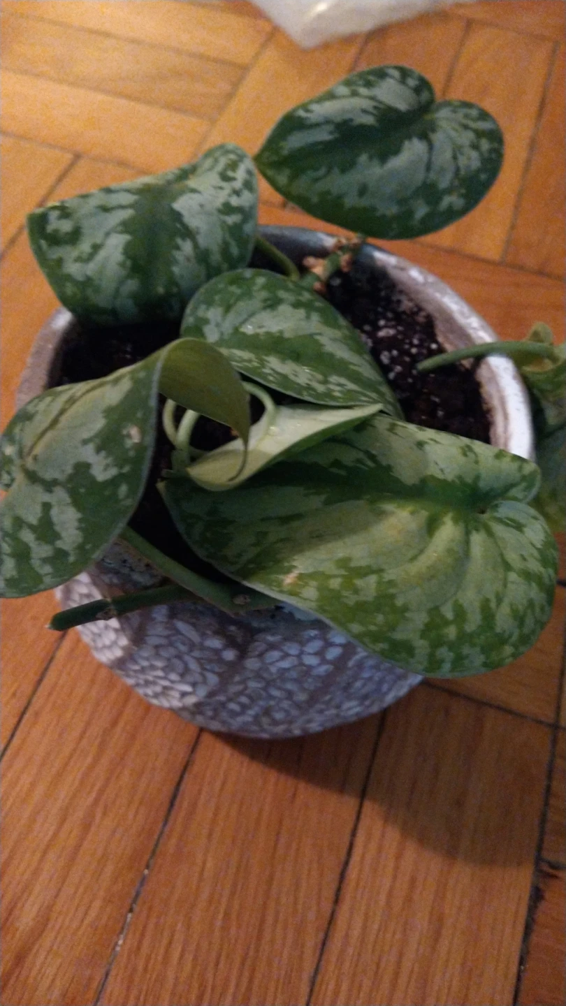 Scindapsus Pictus\silver satin pothos plant in Decorative Pot