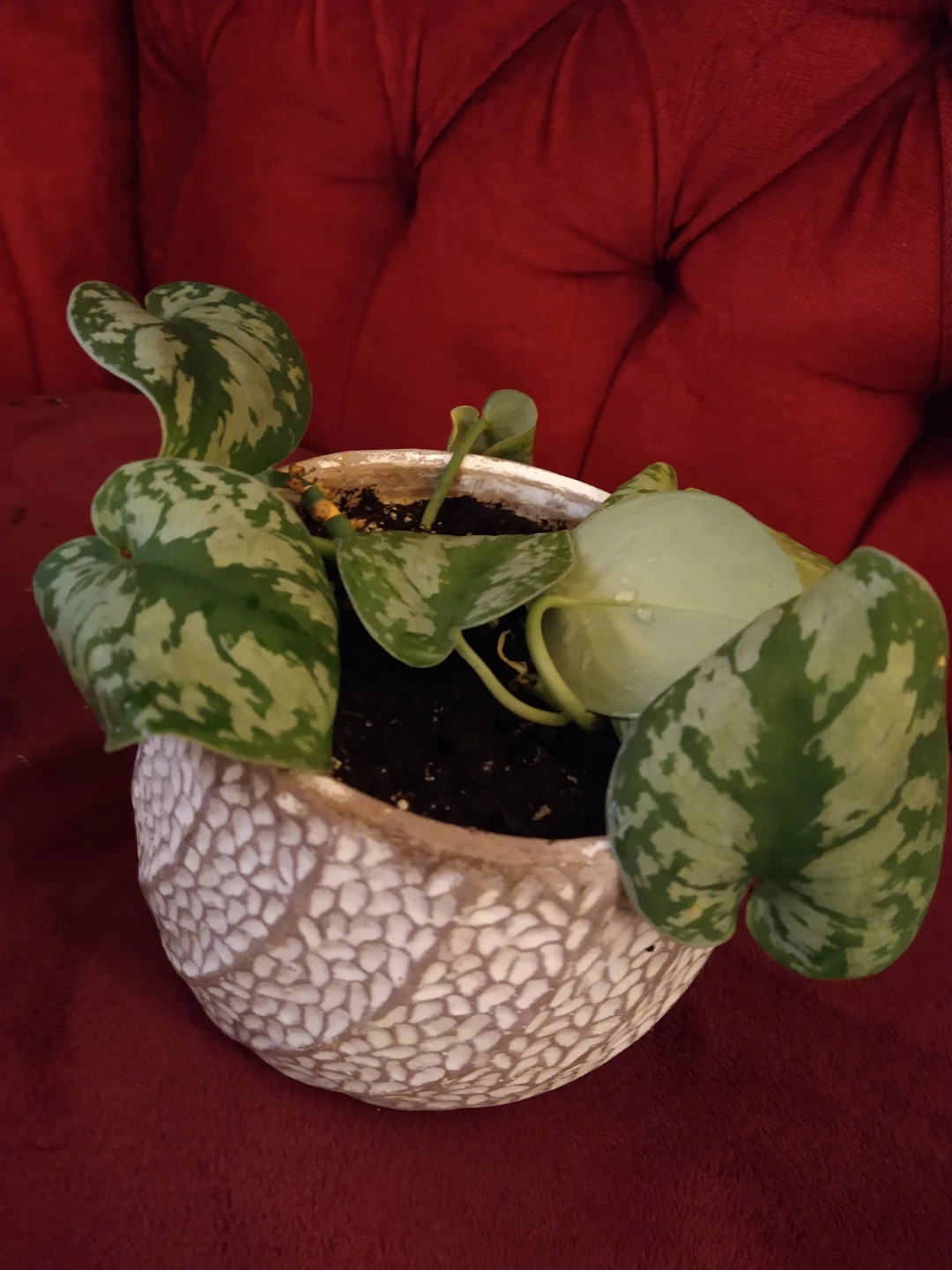 Scindapsus Pictus\silver satin pothos plant in Decorative Pot - photo 2