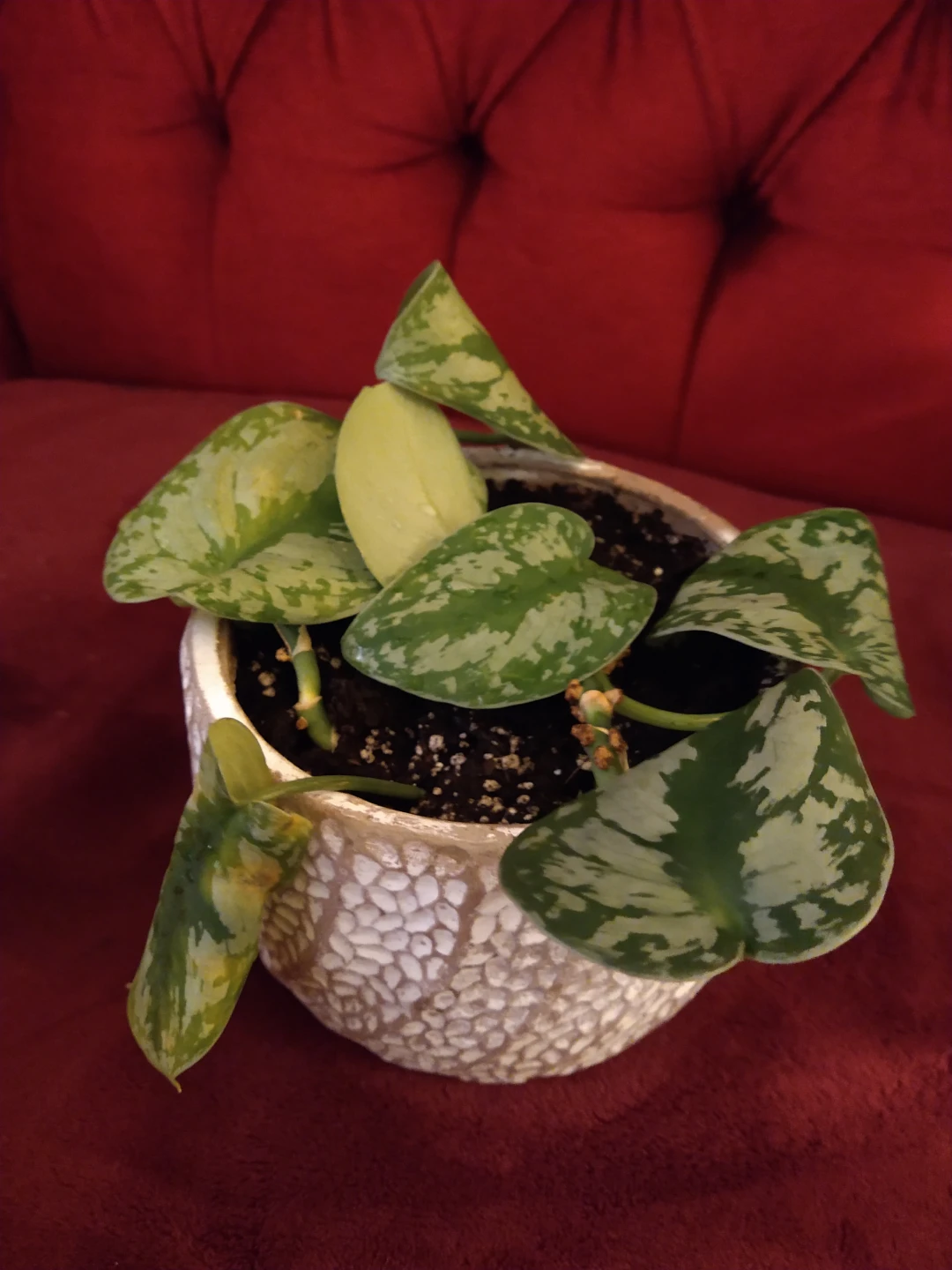 Scindapsus Pictus\silver satin pothos plant in Decorative Pot - photo 3