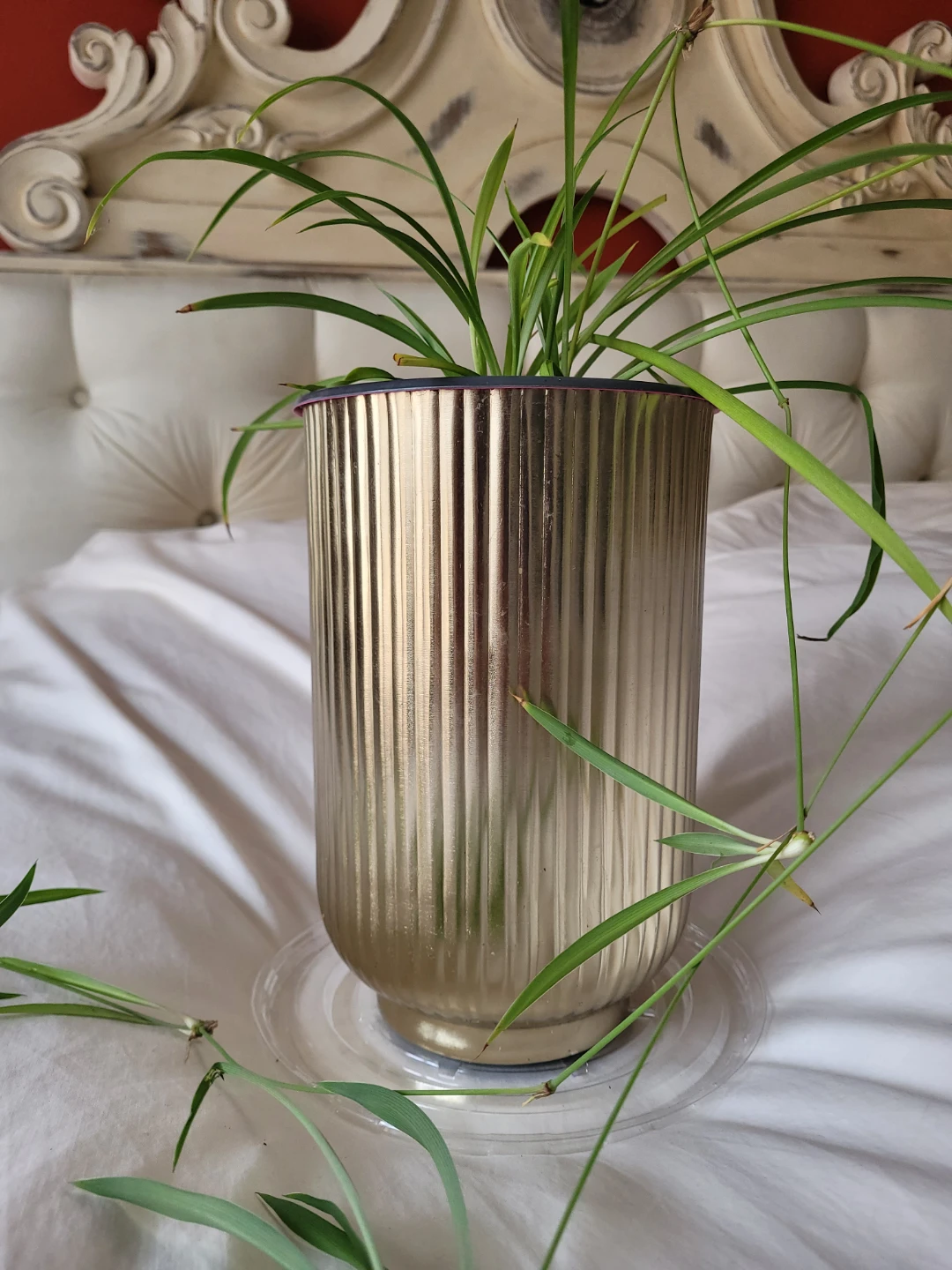 Spider Plant in Gold Metal Pot - photo 5