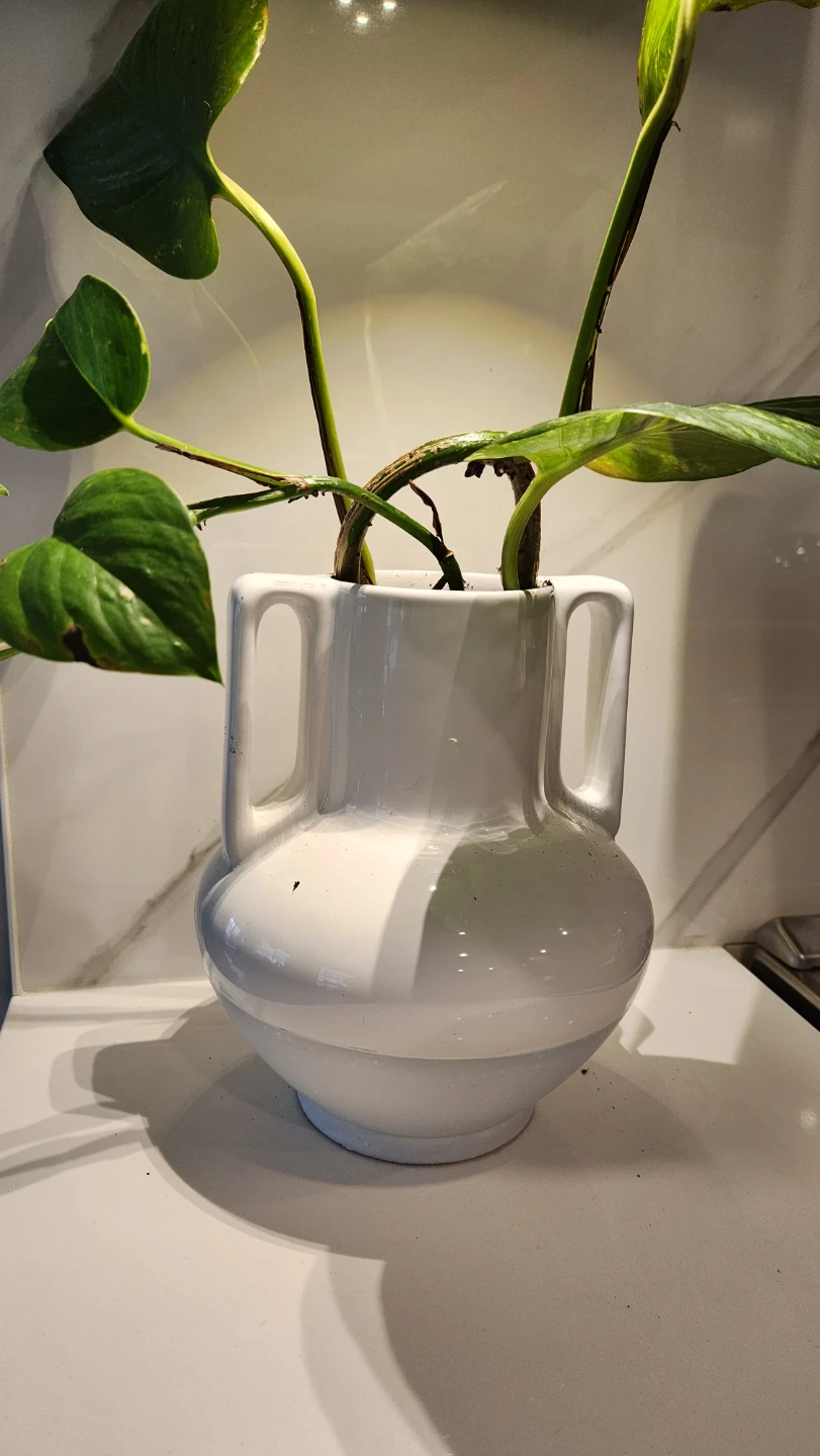🌿 Chic Pothos in a Sculptural European Pot – Effortless Style! 💙 - photo 5