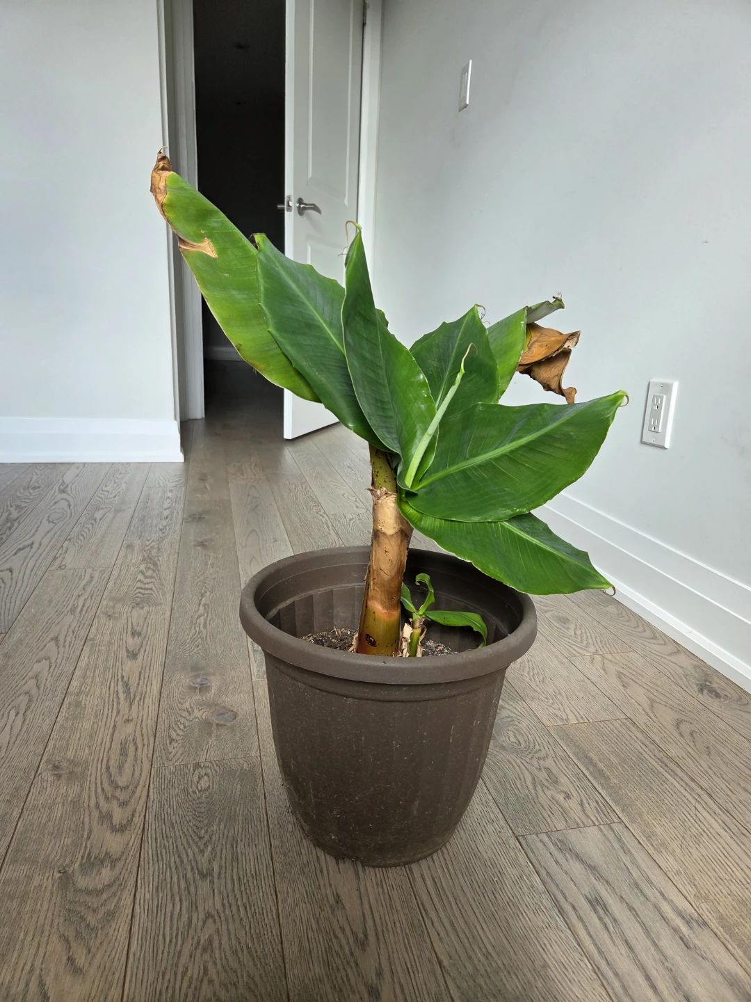 Banana Plant in Pot