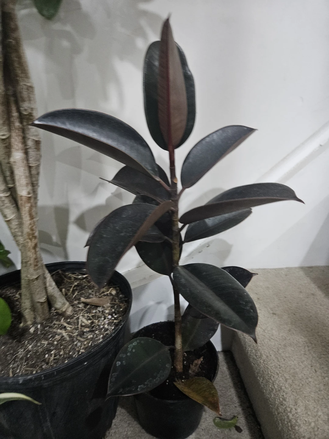 Rubber Plant (Ficus elastica) 'Burgundy' in 6pot🥕🥕🥕 - photo 3