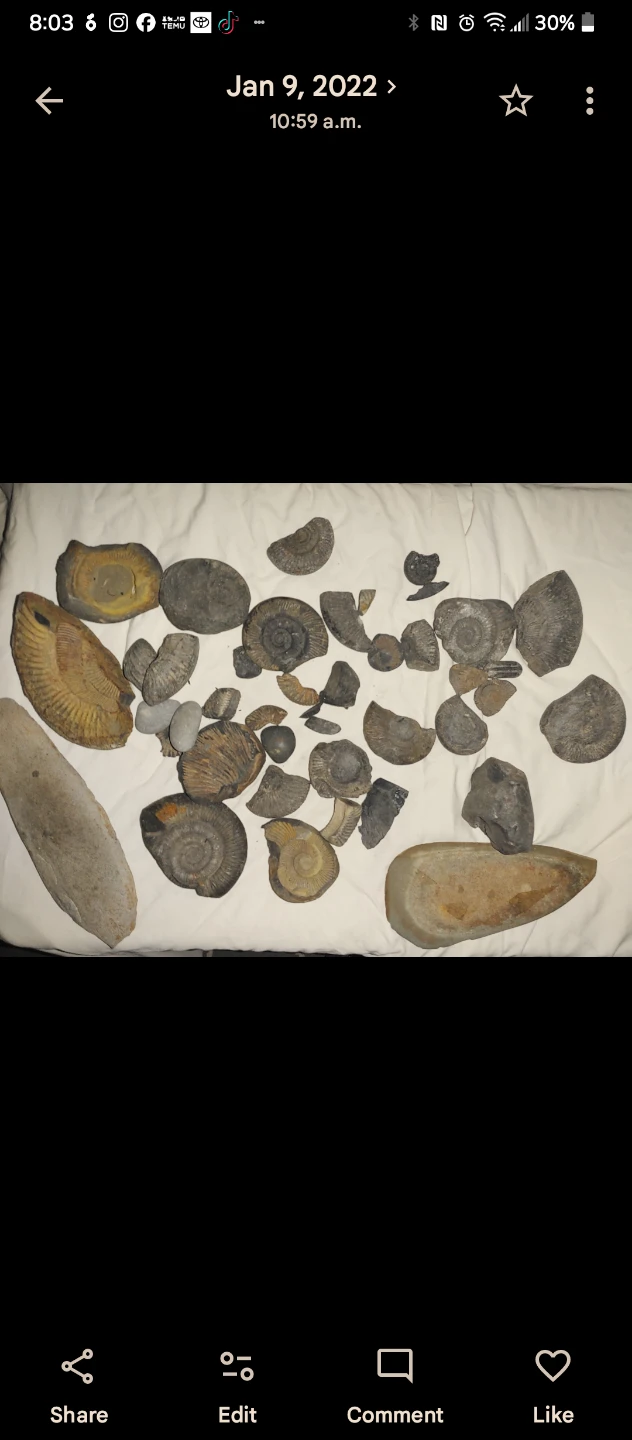 Ammonite Fossils - photo 5