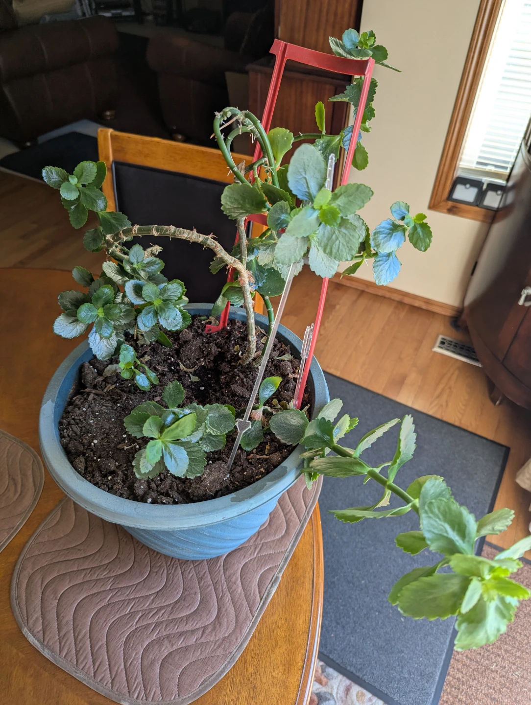 Plant for Sale
