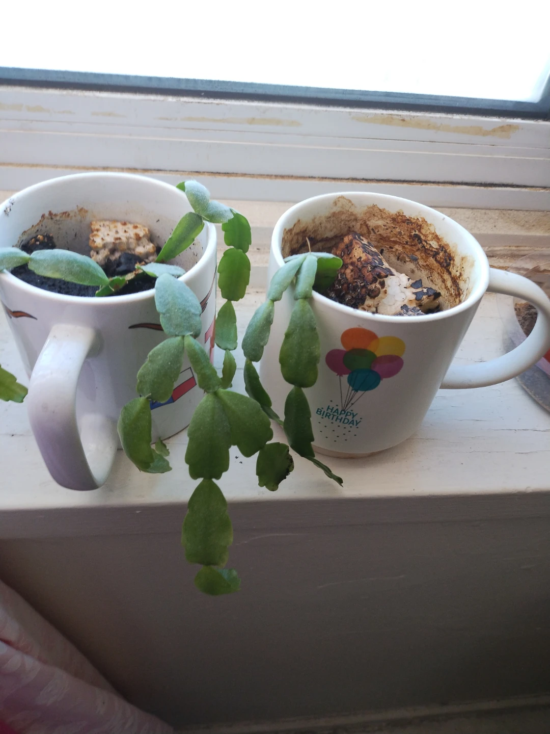 Two Succulent Plants in Mugs