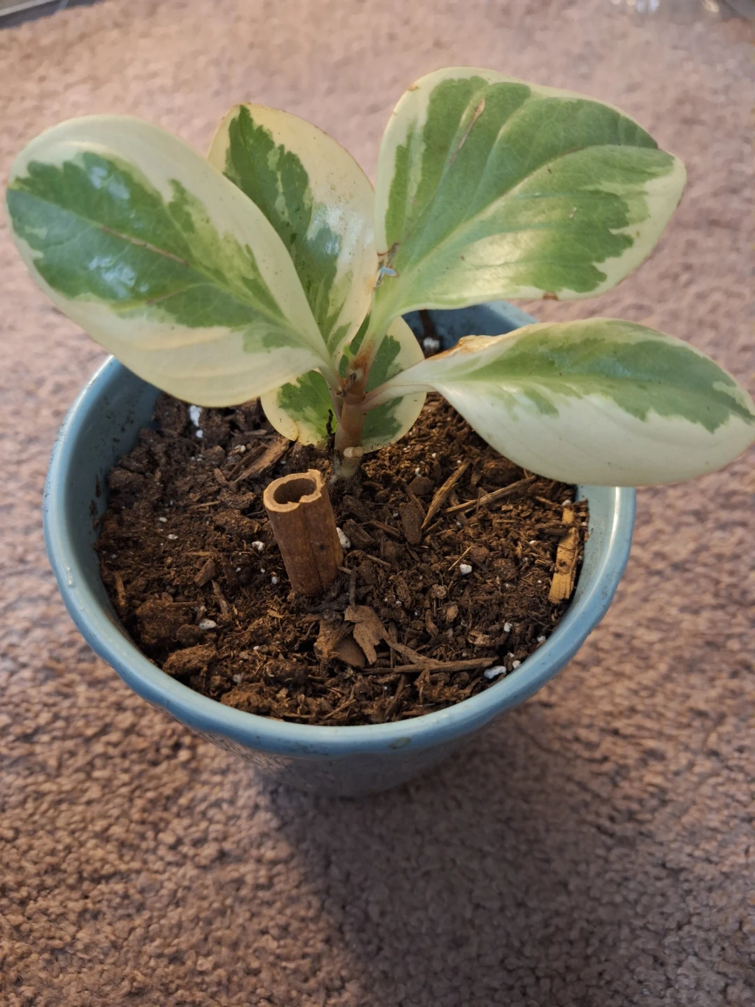 Variegated Peperomia Plant in Blue Pot