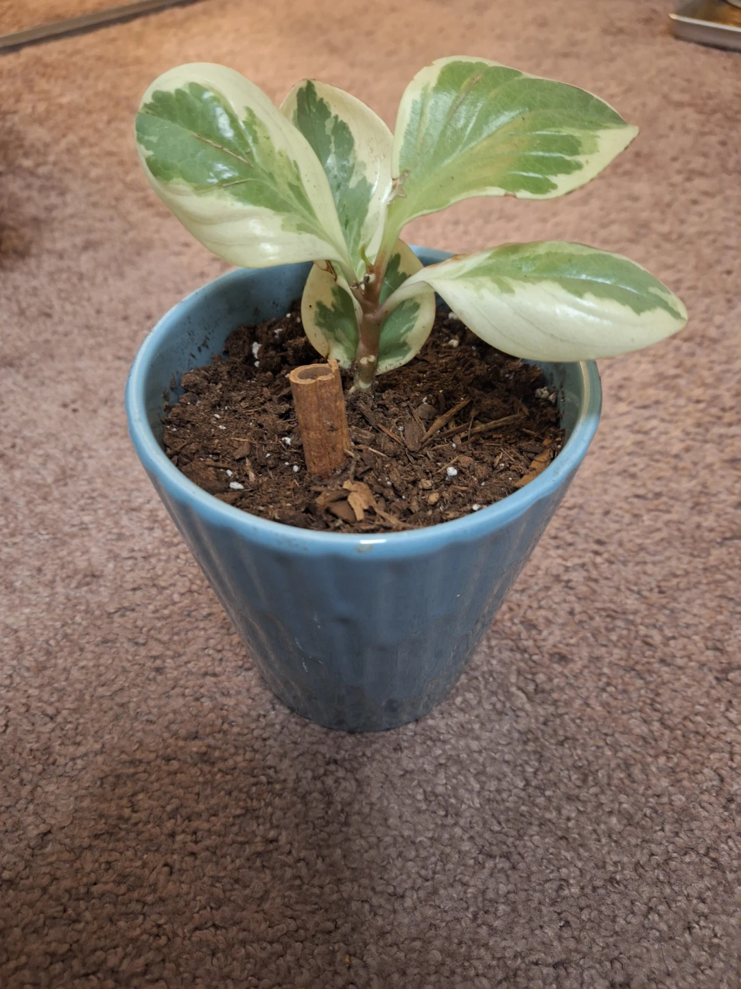Variegated Peperomia Plant in Blue Pot - photo 2