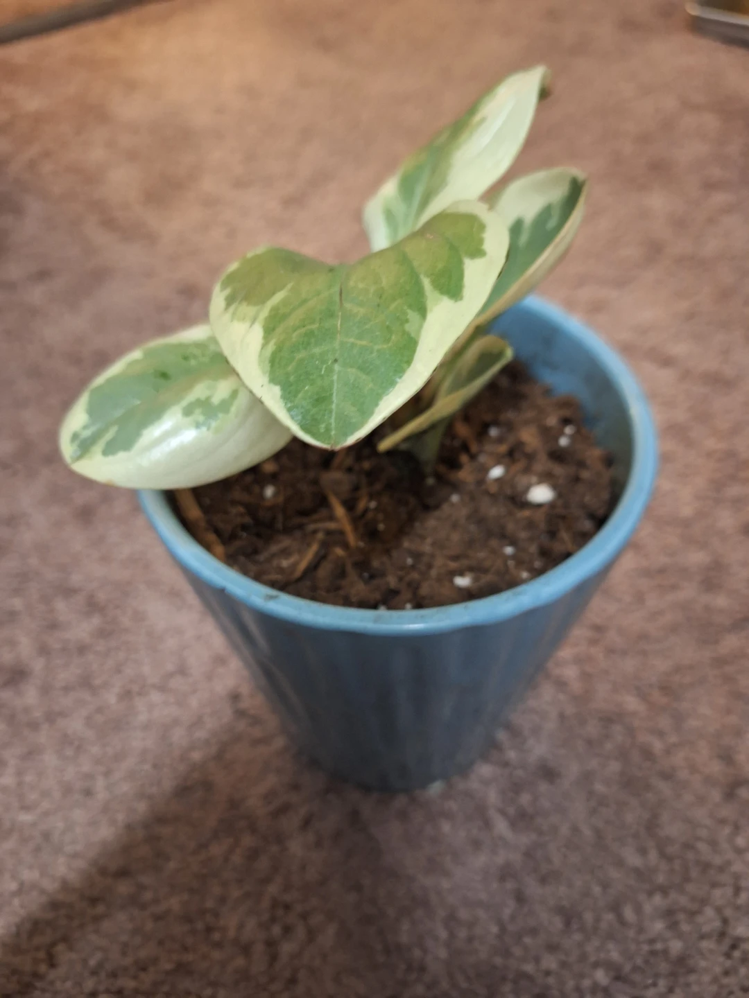 Variegated Peperomia Plant in Blue Pot - photo 3