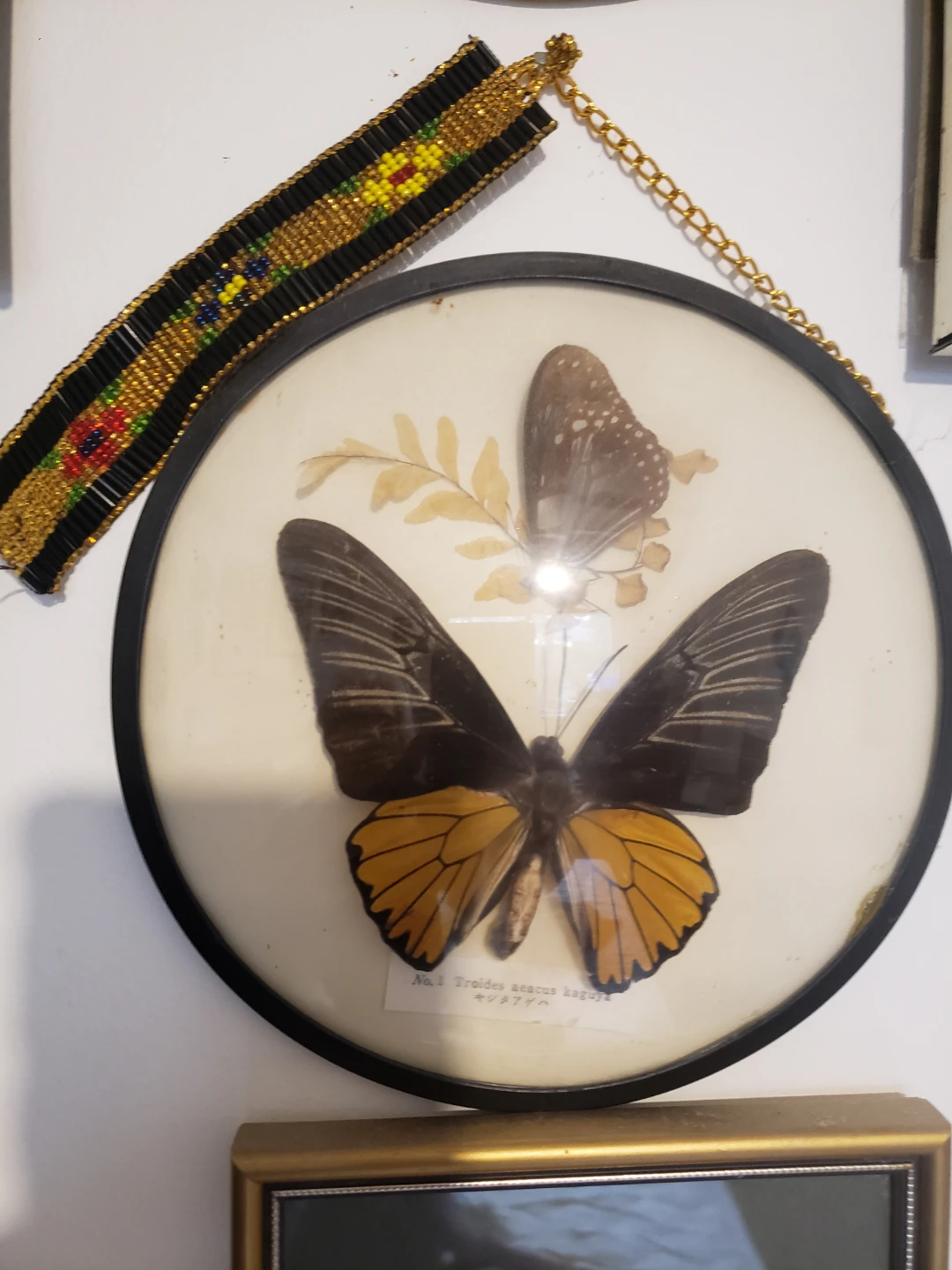 Framed Troides aeacus kaguya Butterfly Display