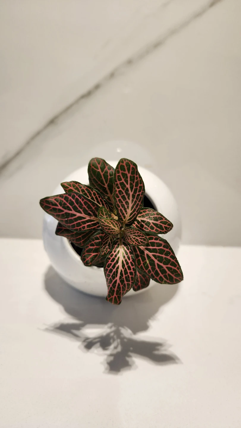 🧂 Too Hot to Handle: Nerve Plant in a Pinch Pot 🌿