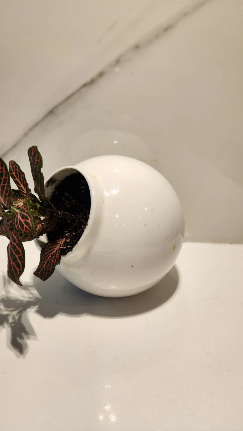 🧂 Too Hot to Handle: Nerve Plant in a Pinch Pot 🌿 - photo 2
