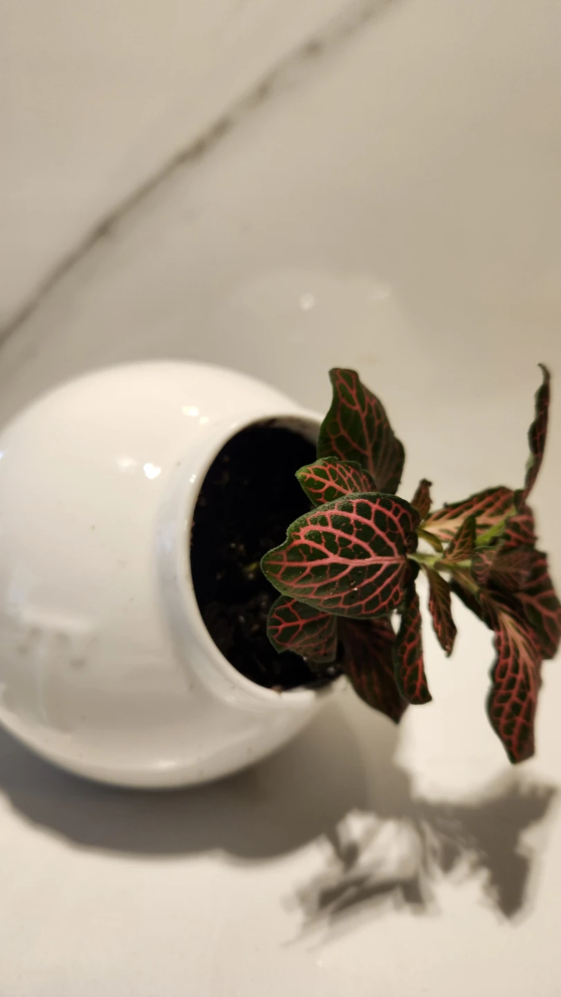 🧂 Too Hot to Handle: Nerve Plant in a Pinch Pot 🌿 - photo 3
