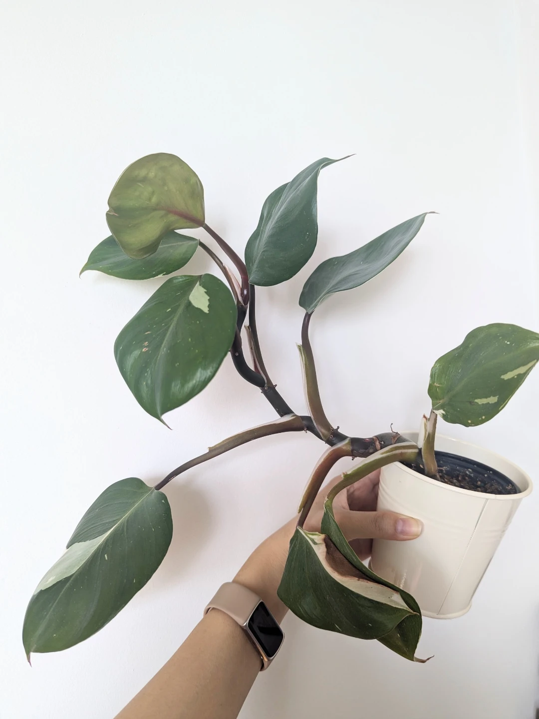 Philodendron white knight
