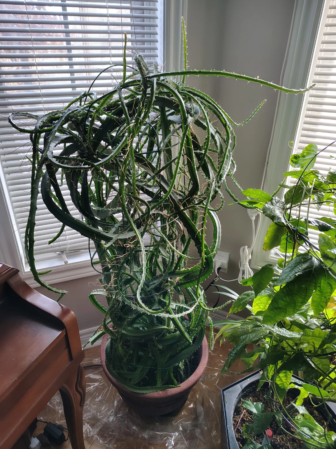 Large mature Dragon Fruit Cactus Plant - photo 2