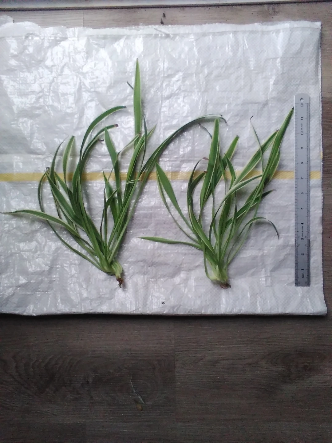 Spider plant cuttings