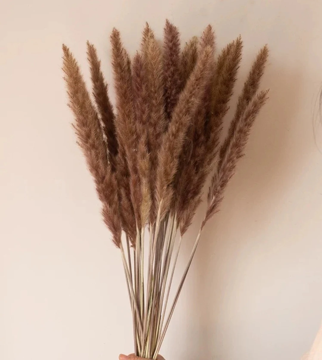 Dried Pampas Grass Stems (Set of 15) - photo 2