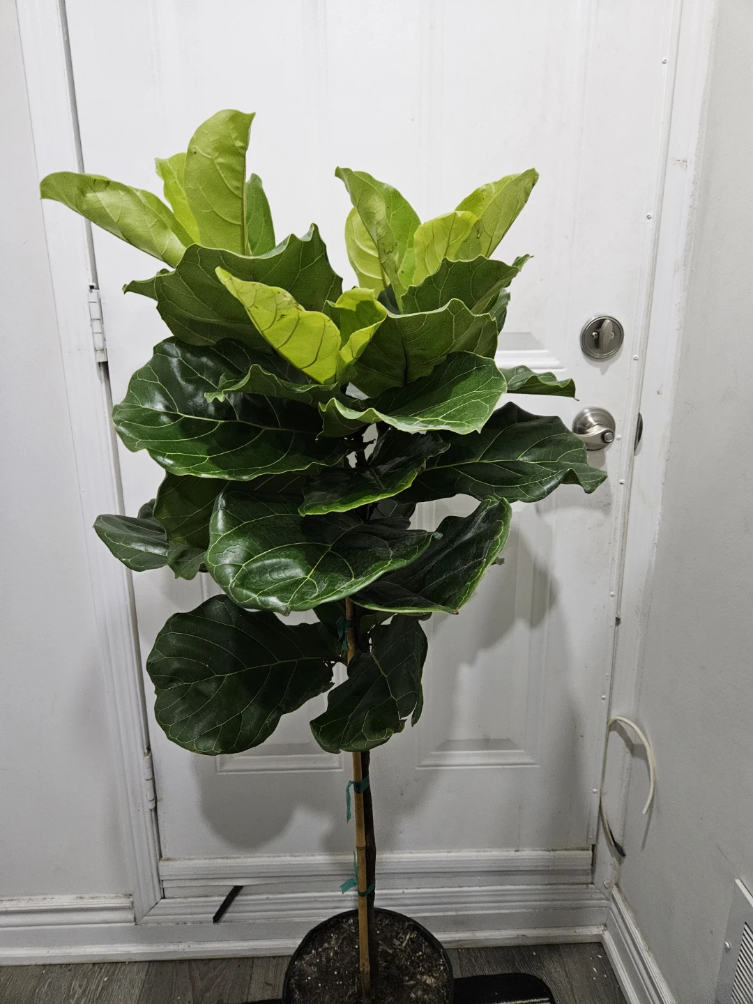 Fiddle Leaf Fig Tree