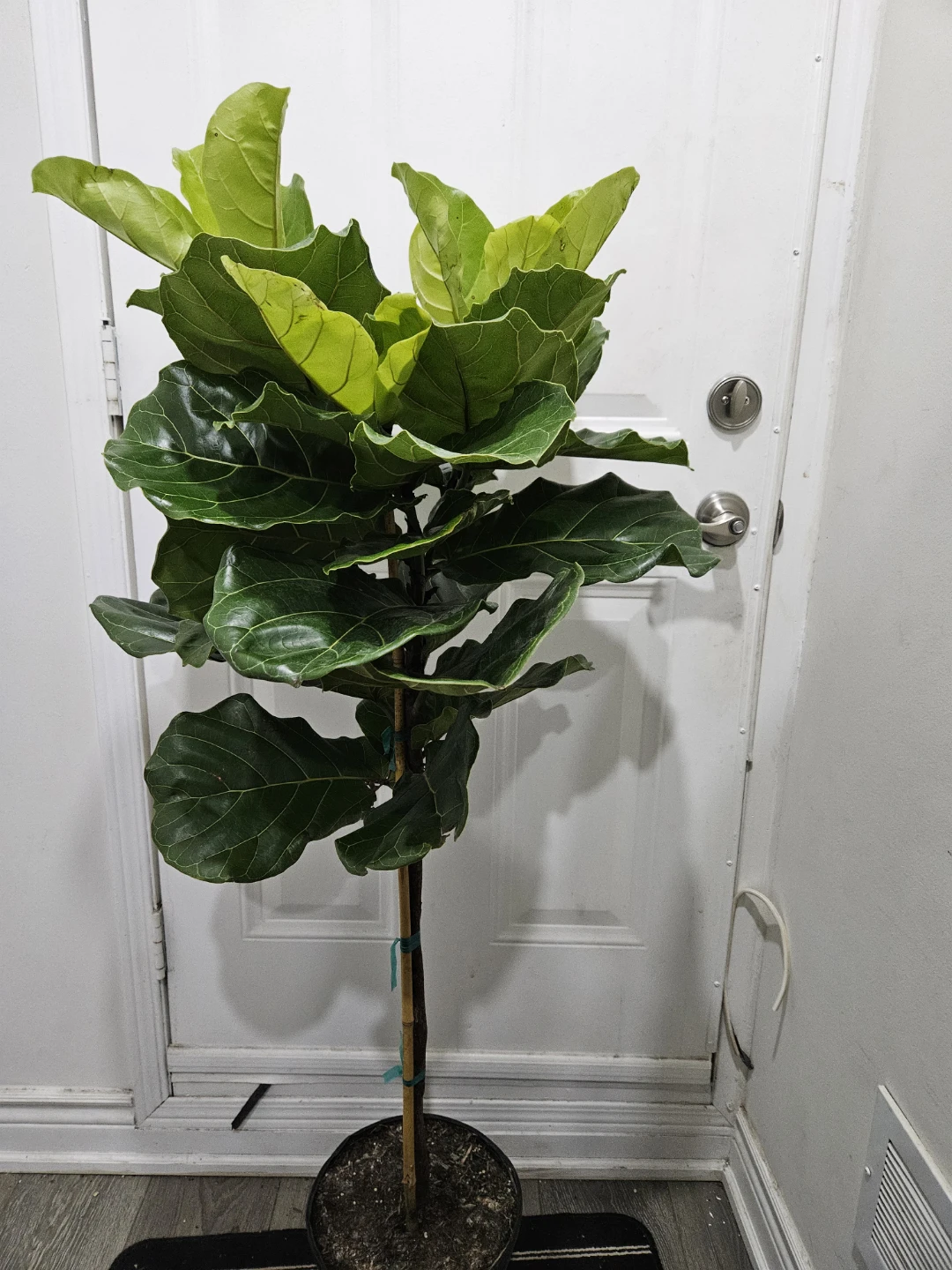Fiddle Leaf Fig Tree - photo 2