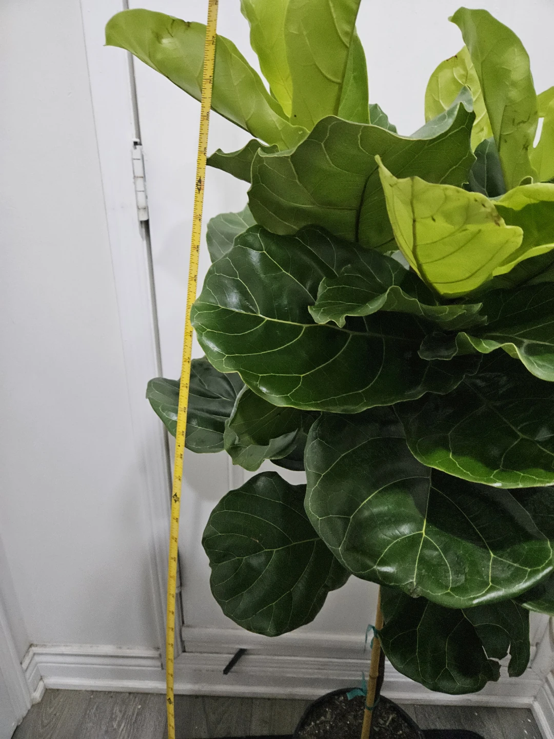 Fiddle Leaf Fig Tree - photo 3