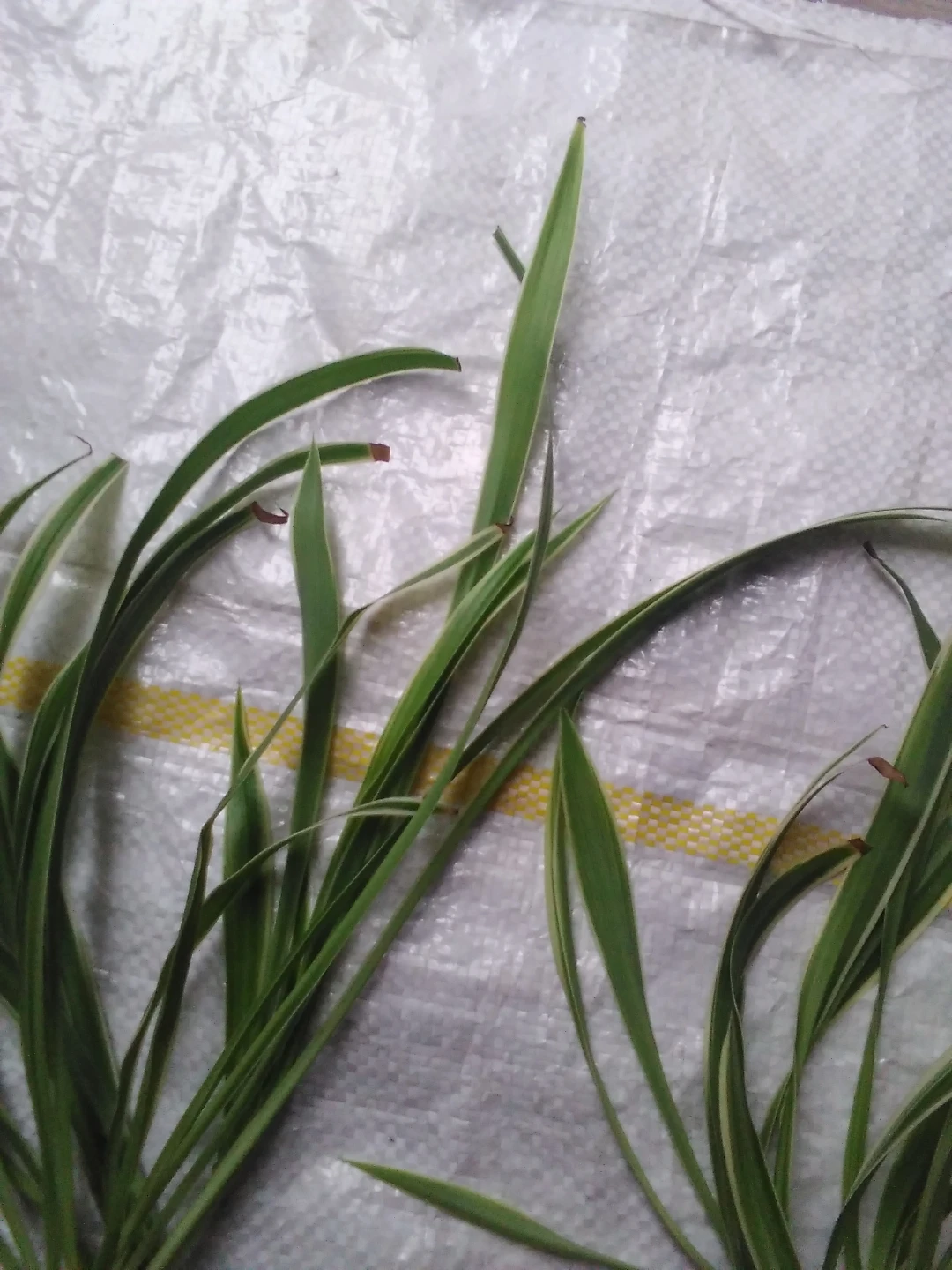 Spider plant cuttings - photo 3