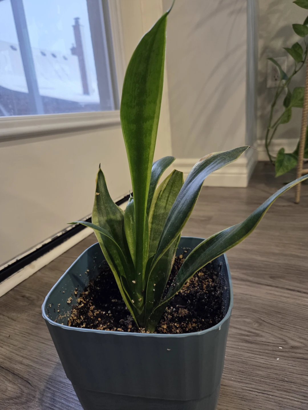 Snake Plant in Blue Pot