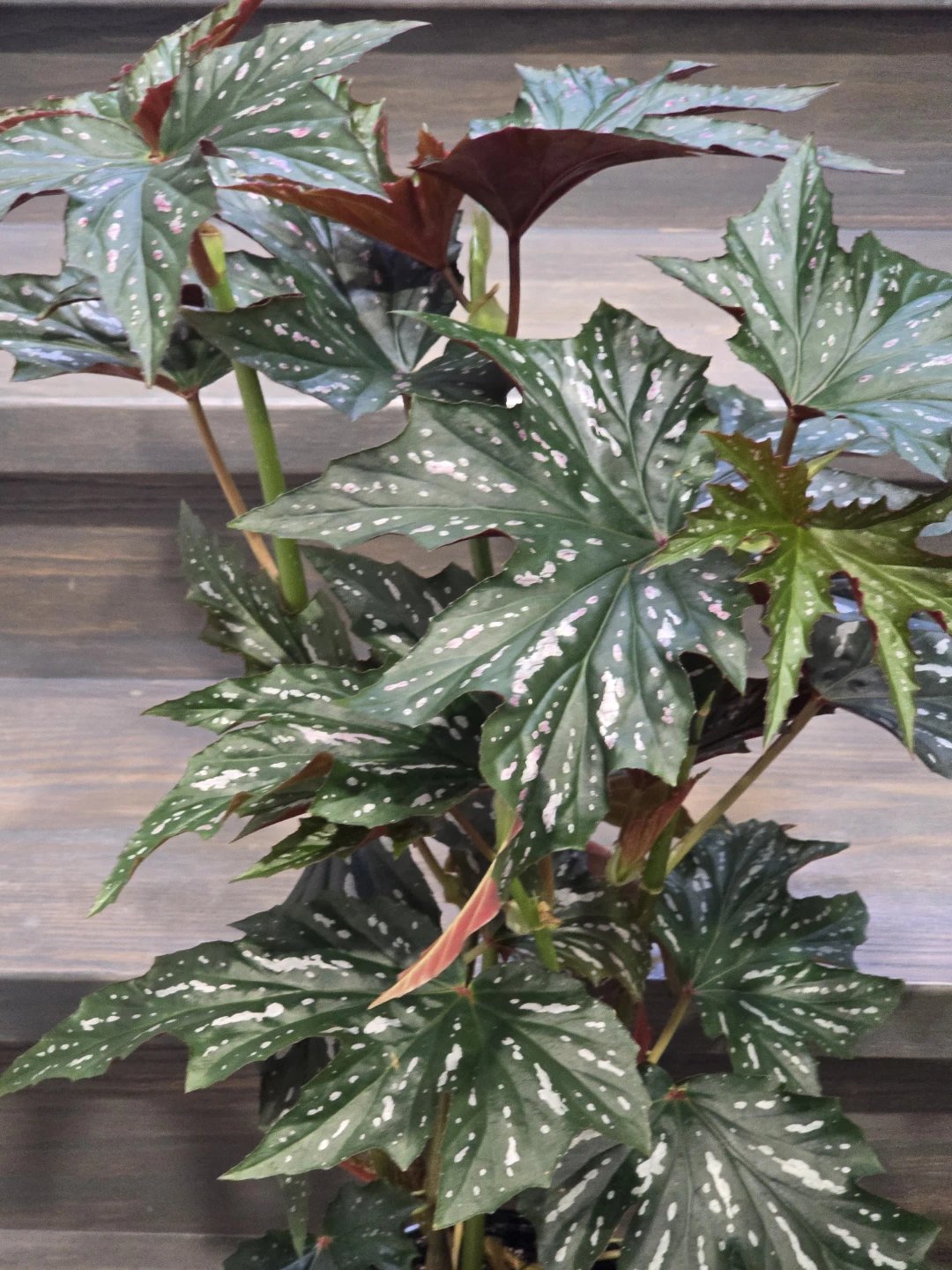 Angel  wing begonia 6"pot.  Multiple plant