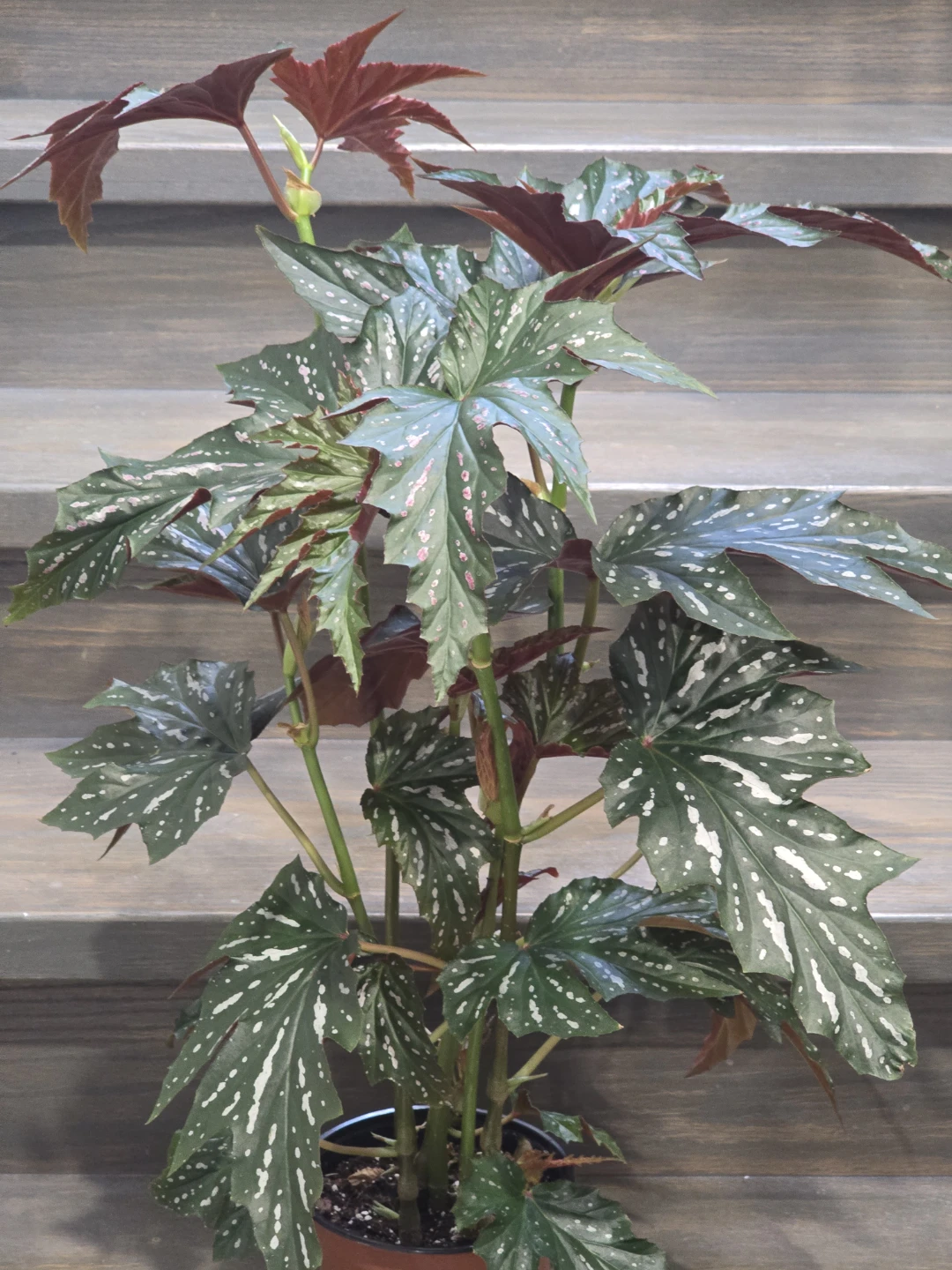 Angel  wing begonia 6"pot.  Multiple plant - photo 2