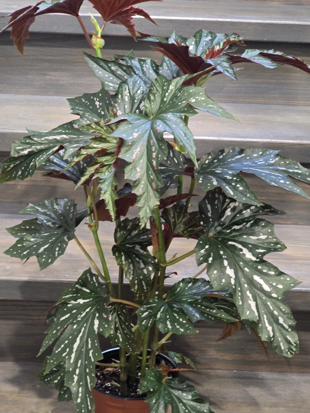 Angel  wing begonia 6"pot.  Multiple plant - photo 3