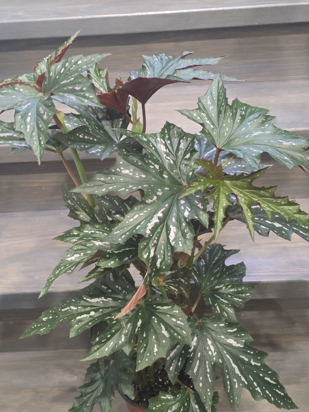 Angel  wing begonia 6"pot.  Multiple plant - photo 4