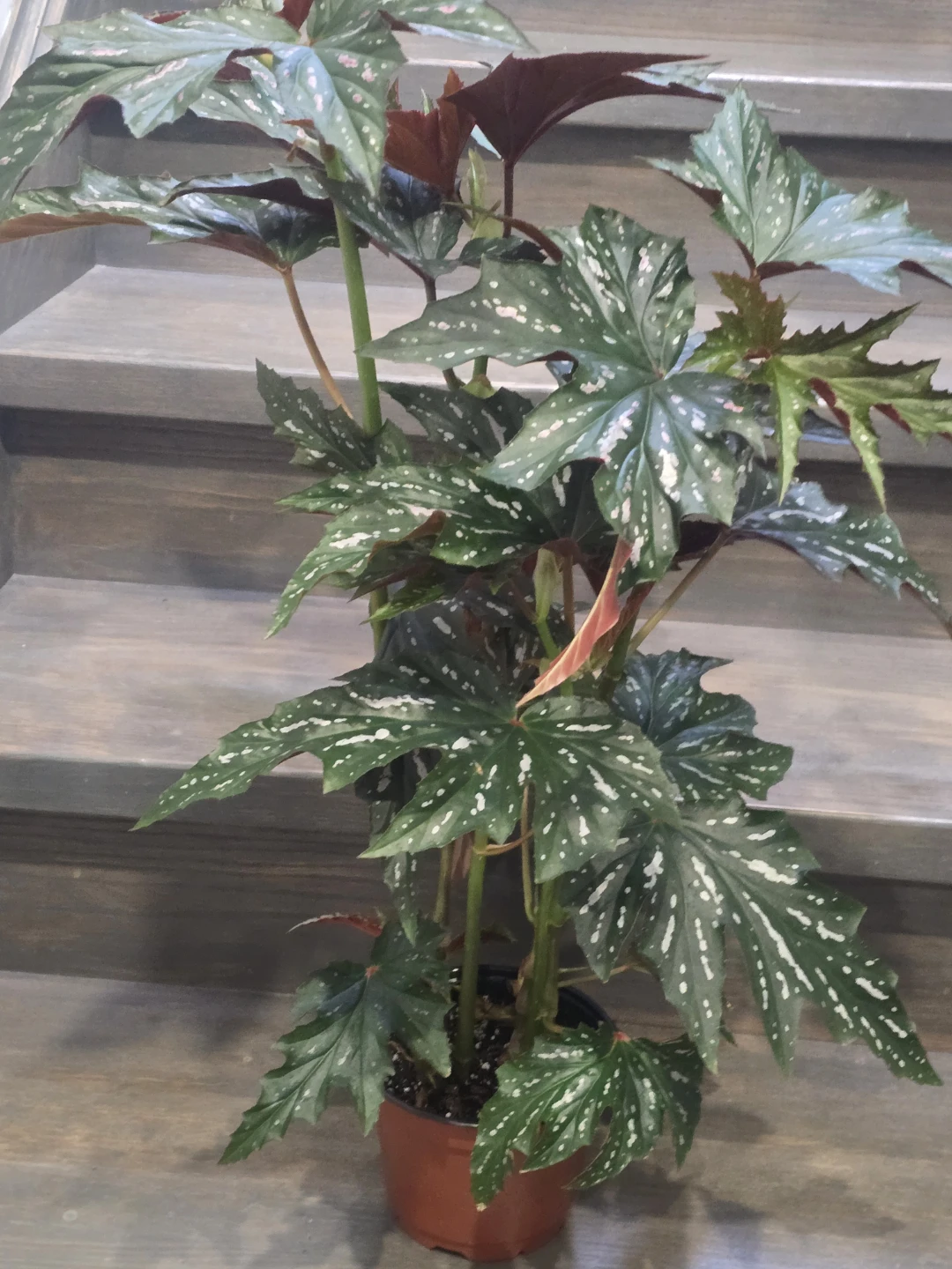 Angel  wing begonia 6"pot.  Multiple plant - photo 5