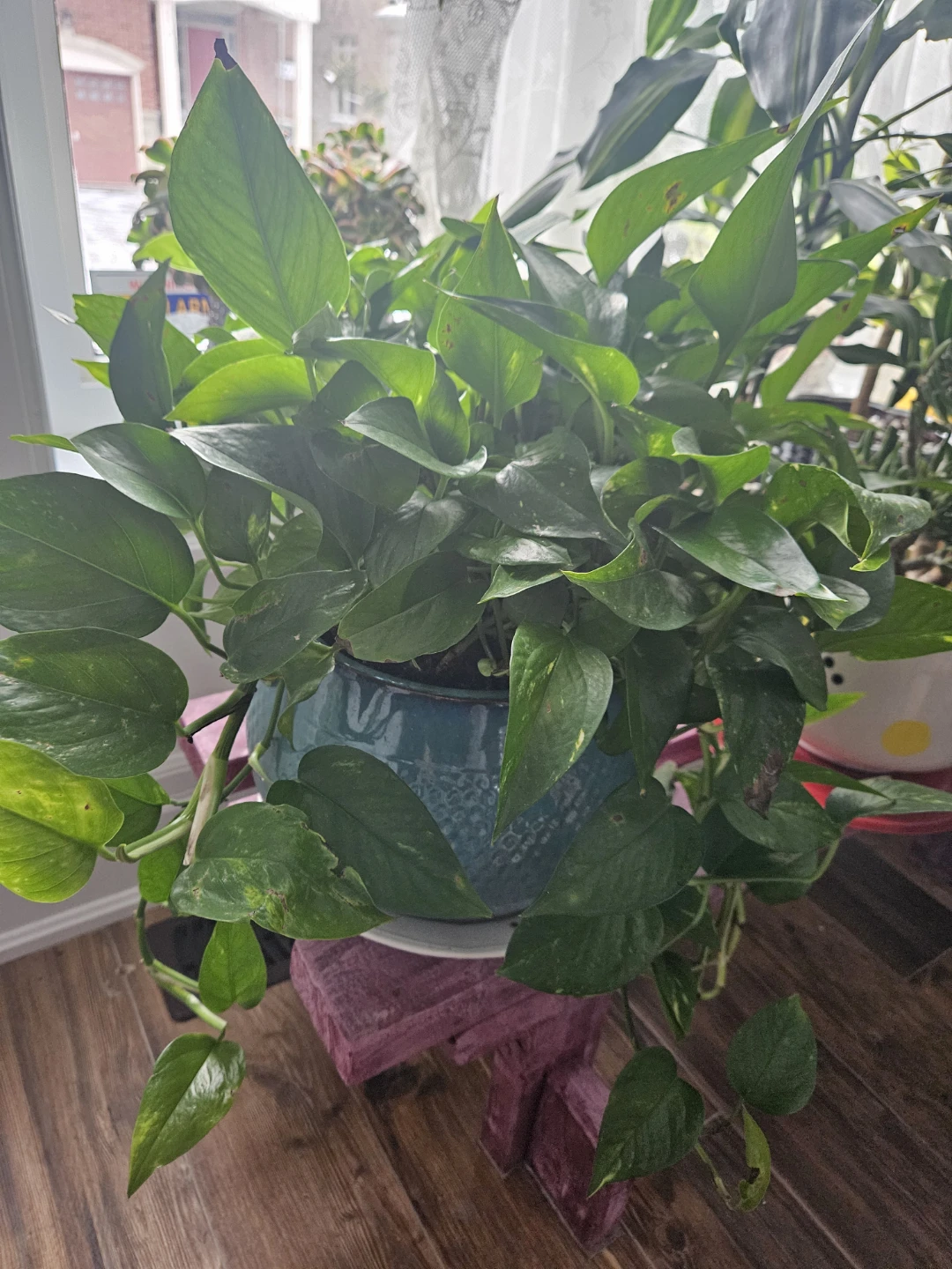Golden Pothos Plant in Blue Ceramic Pot - photo 2