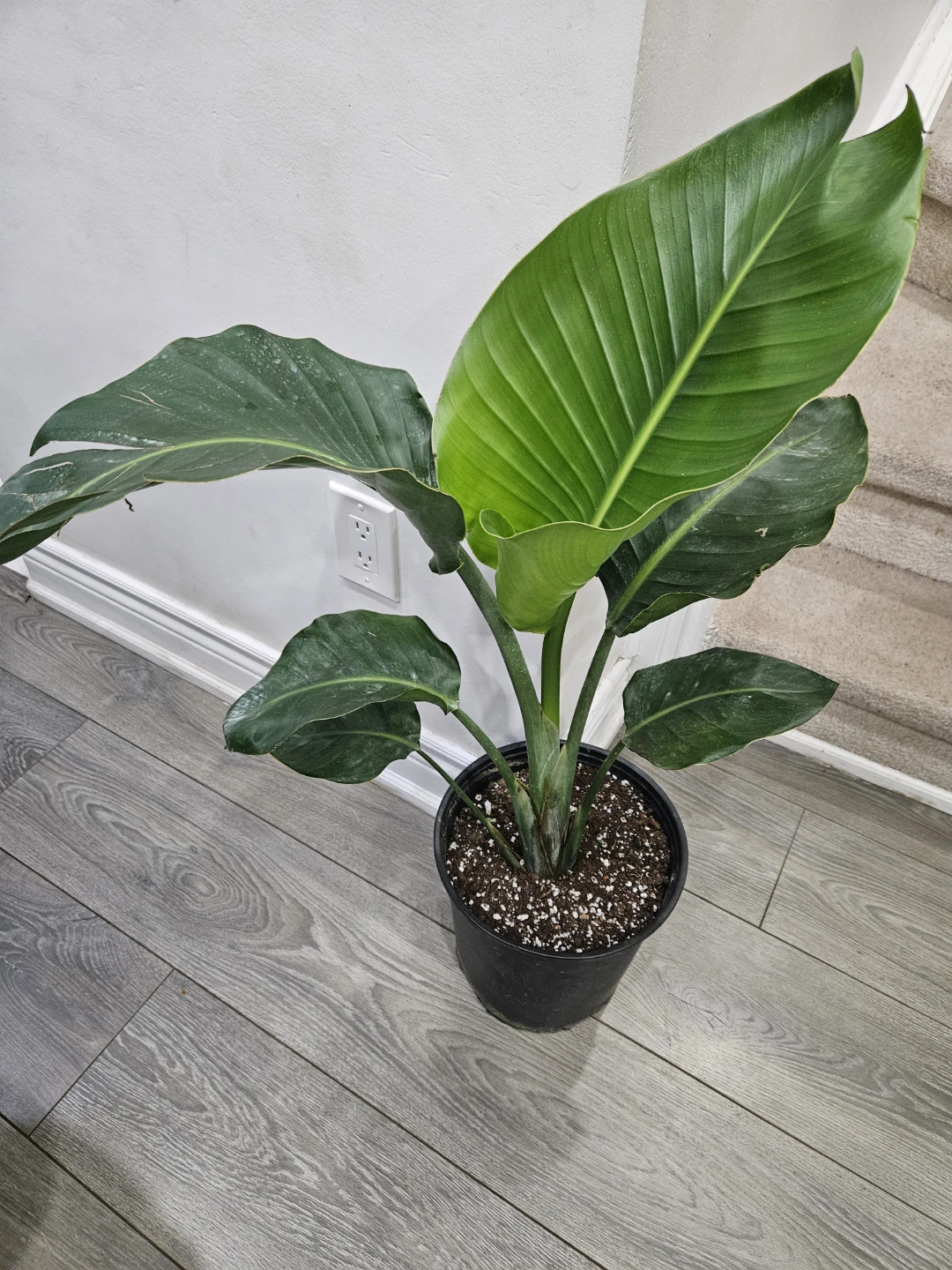 Bird of Paradise Plant in 10"pot 🥕
