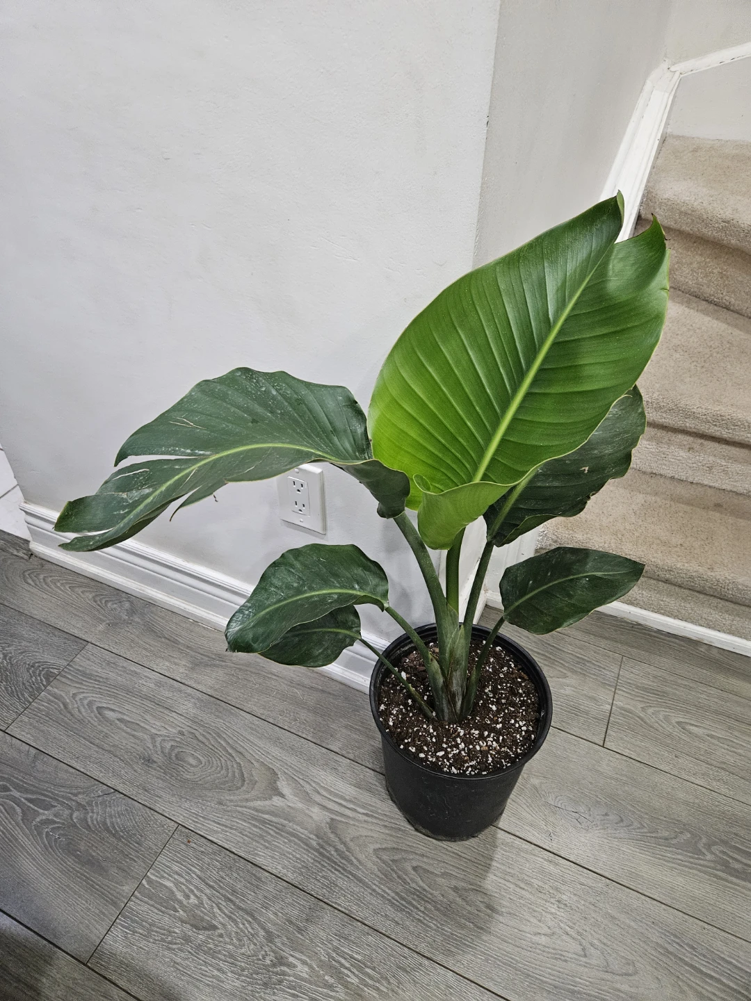 Bird of Paradise Plant in 10"pot 🥕 - photo 2