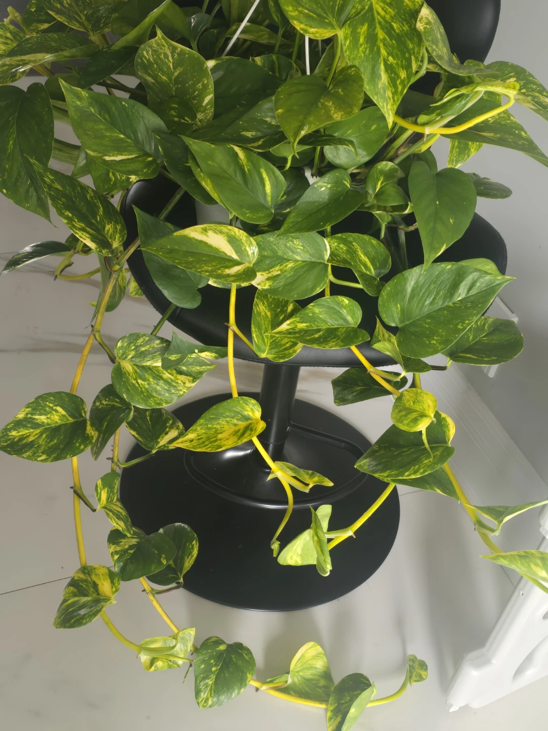 Pothos Plant - Golden Variety