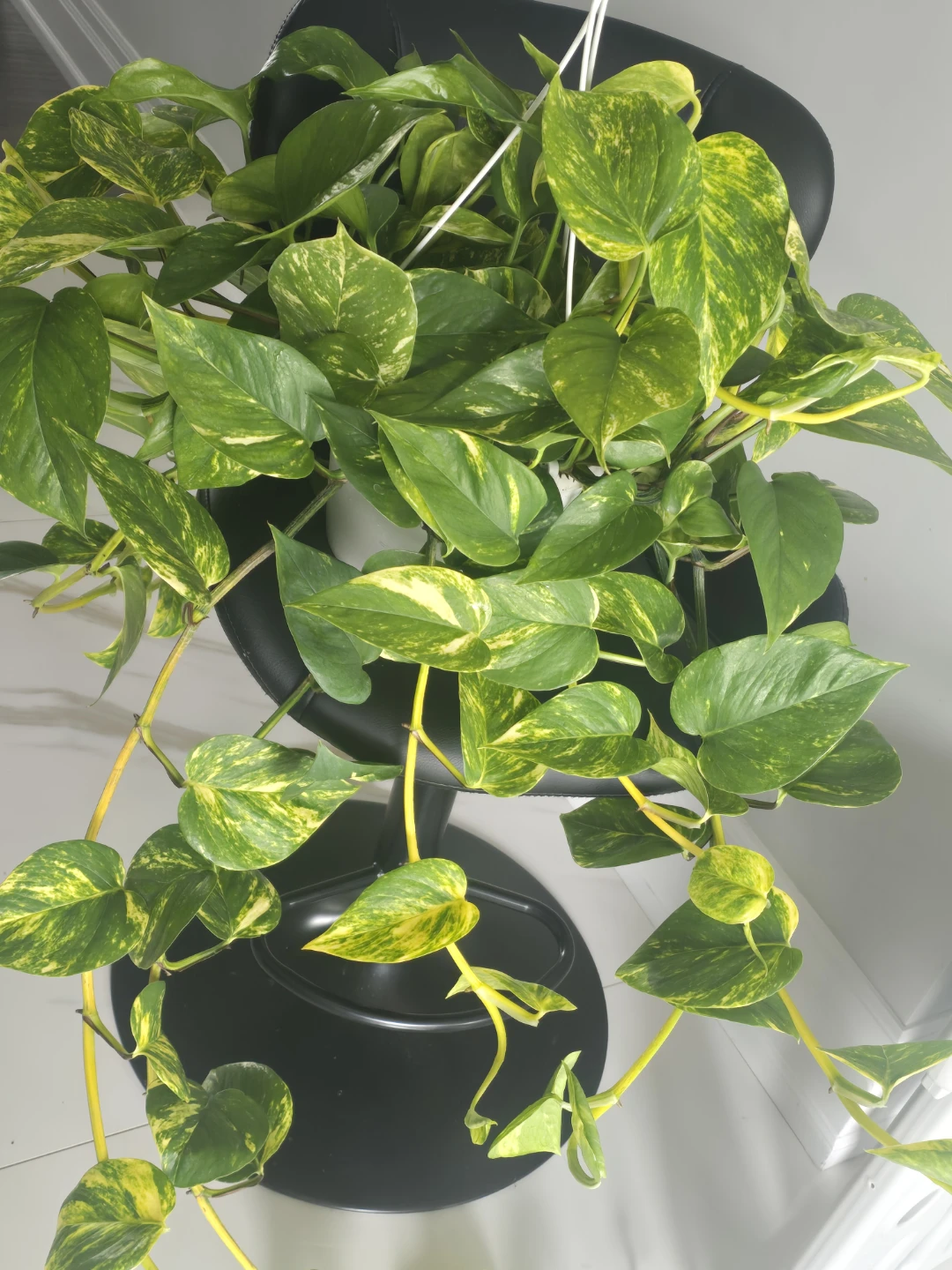 Pothos Plant - Golden Variety - photo 2