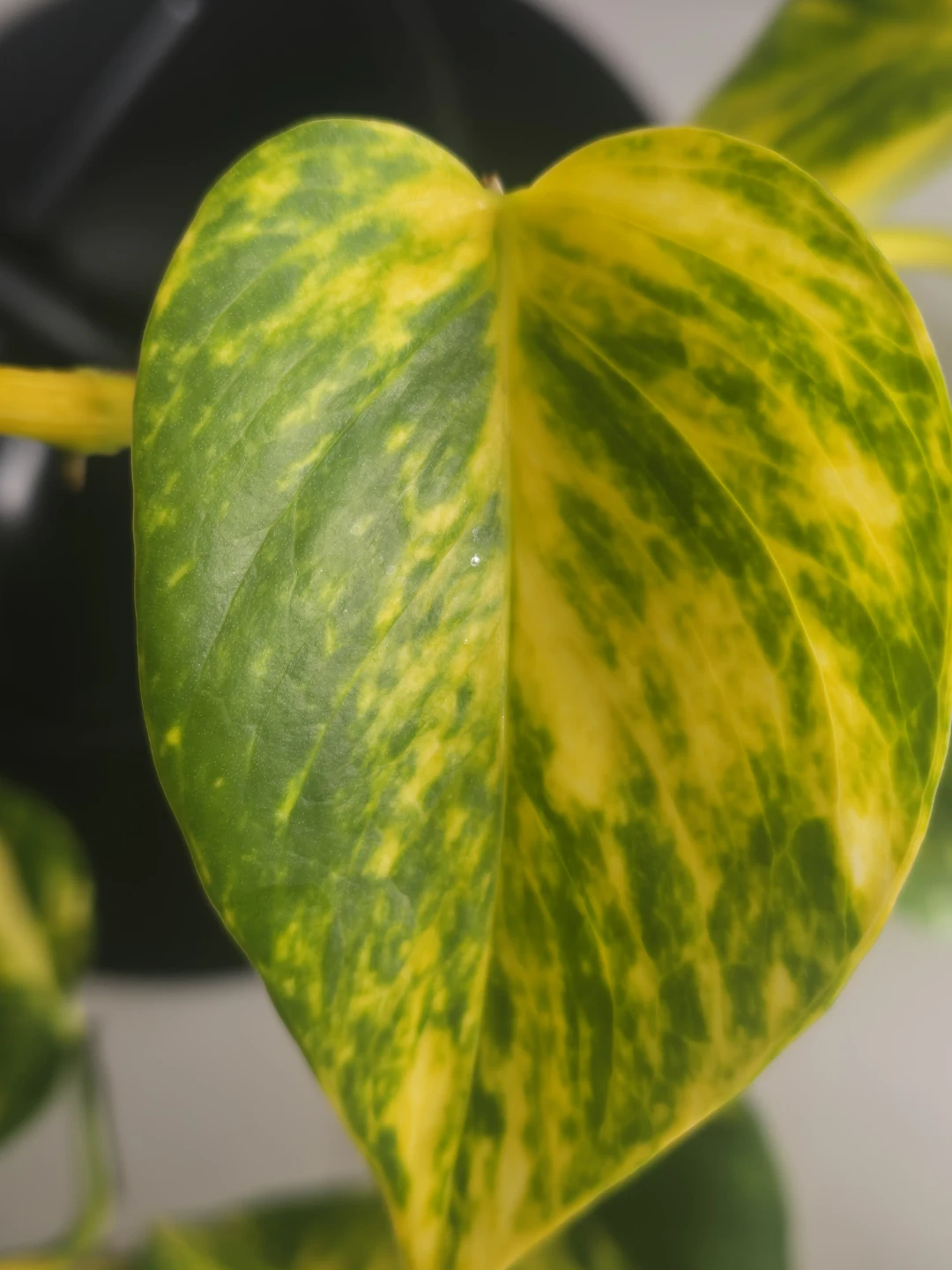 Pothos Plant - Golden Variety - photo 3