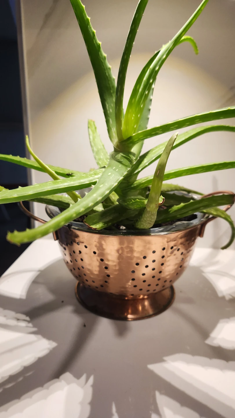 Copper colander with large aloe vera plant