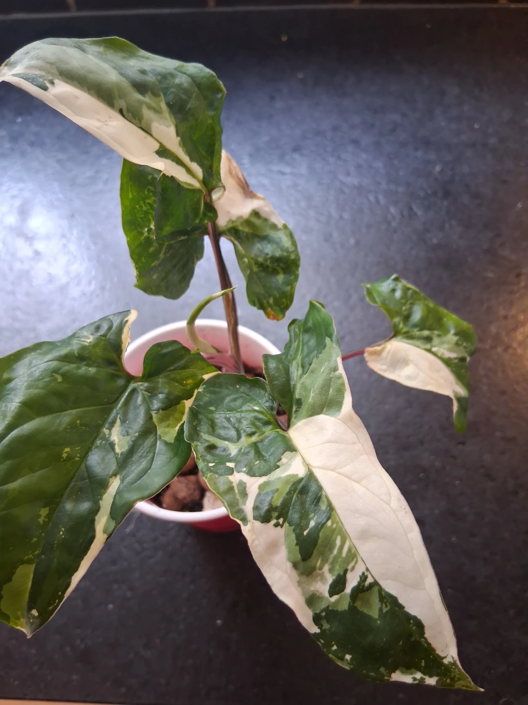 Syngonium Albo