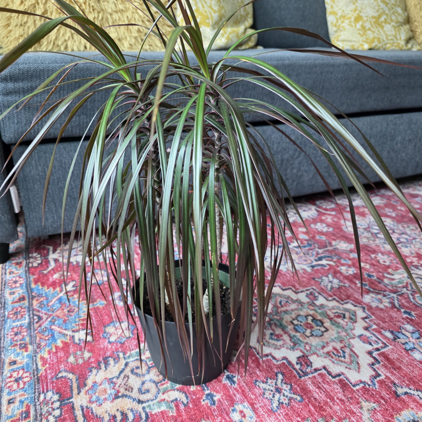 House Plant - Dracaena Marginata