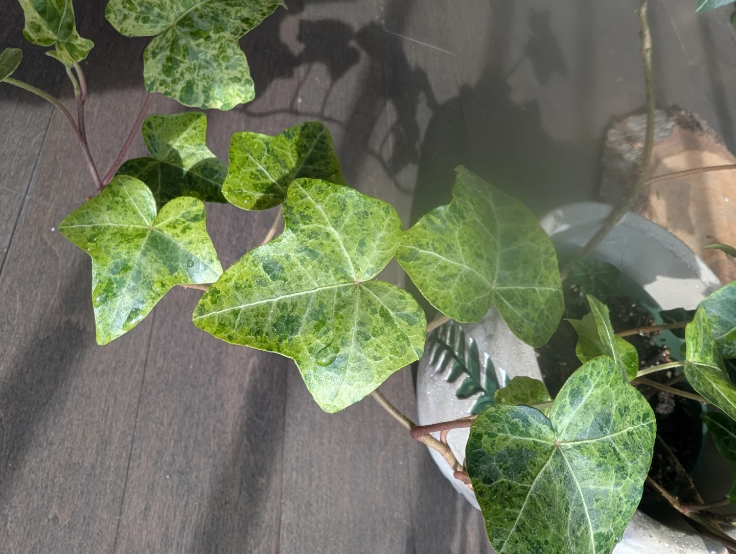 Houseplants - kitchener - photo 3