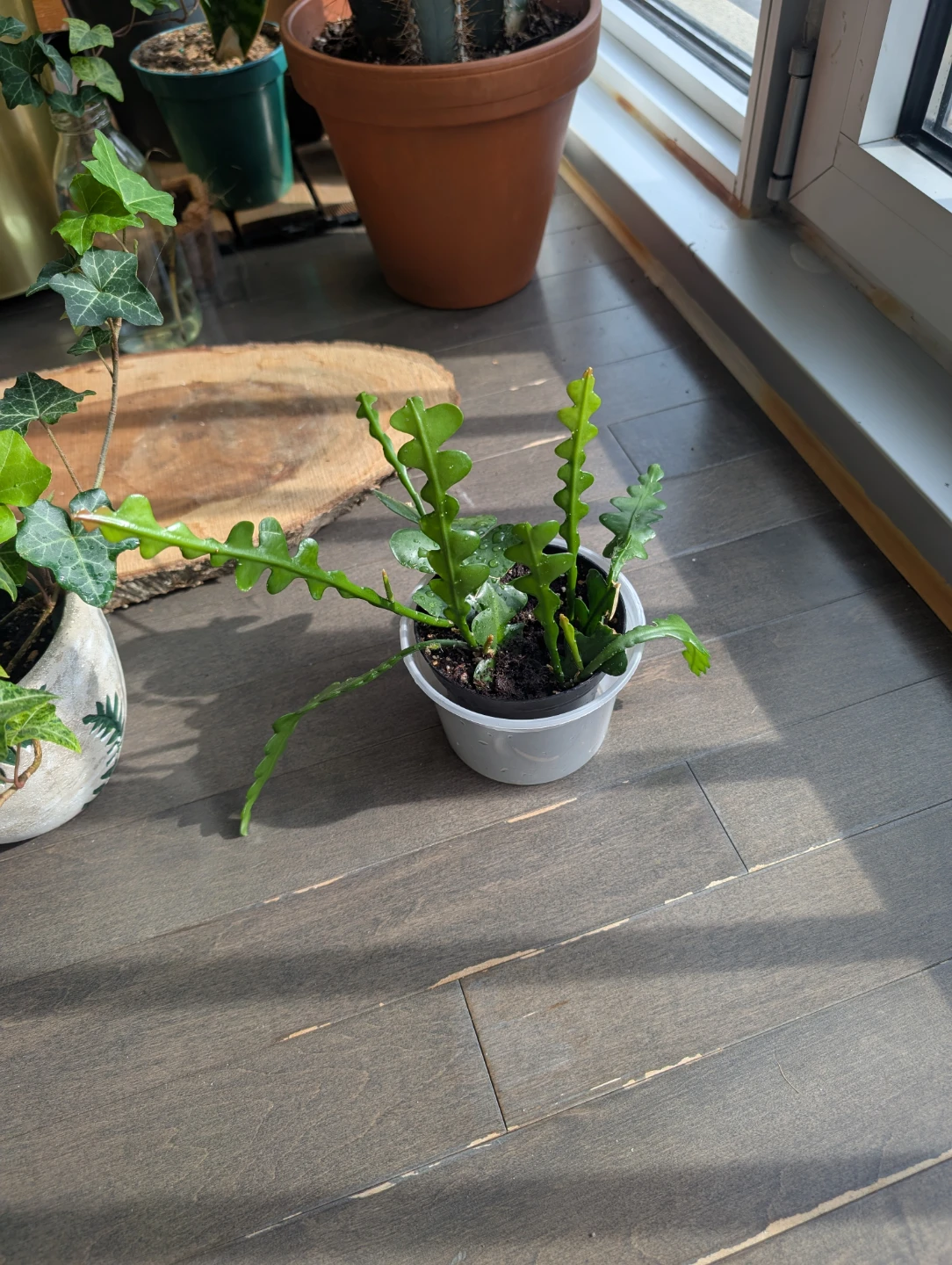 Houseplants - kitchener - photo 4
