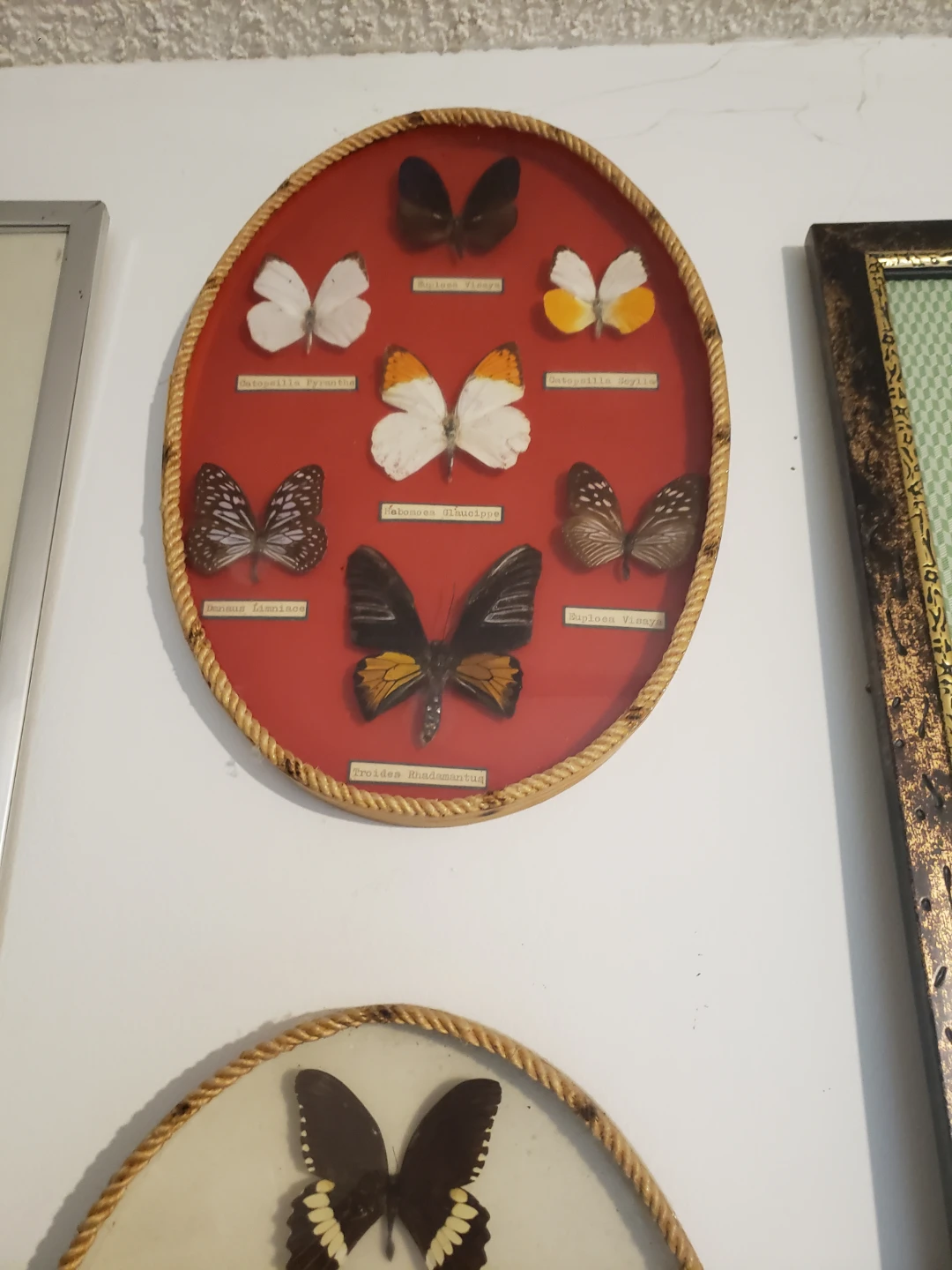 Framed Butterfly Display