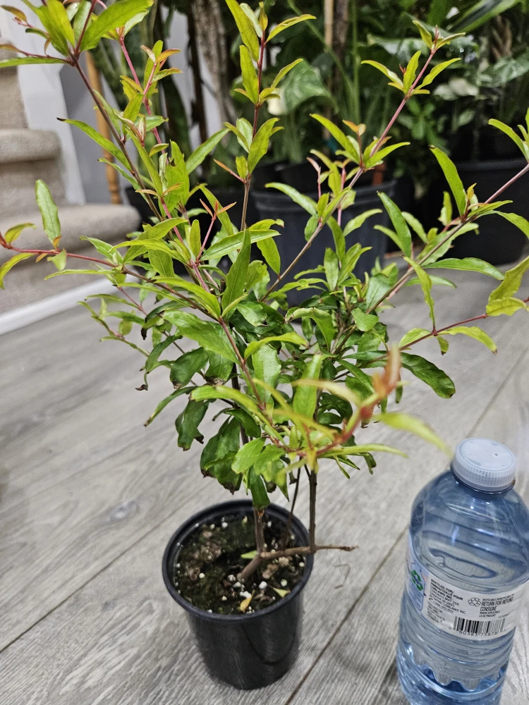 Pomegranate Tree Plant🥕 - photo 2